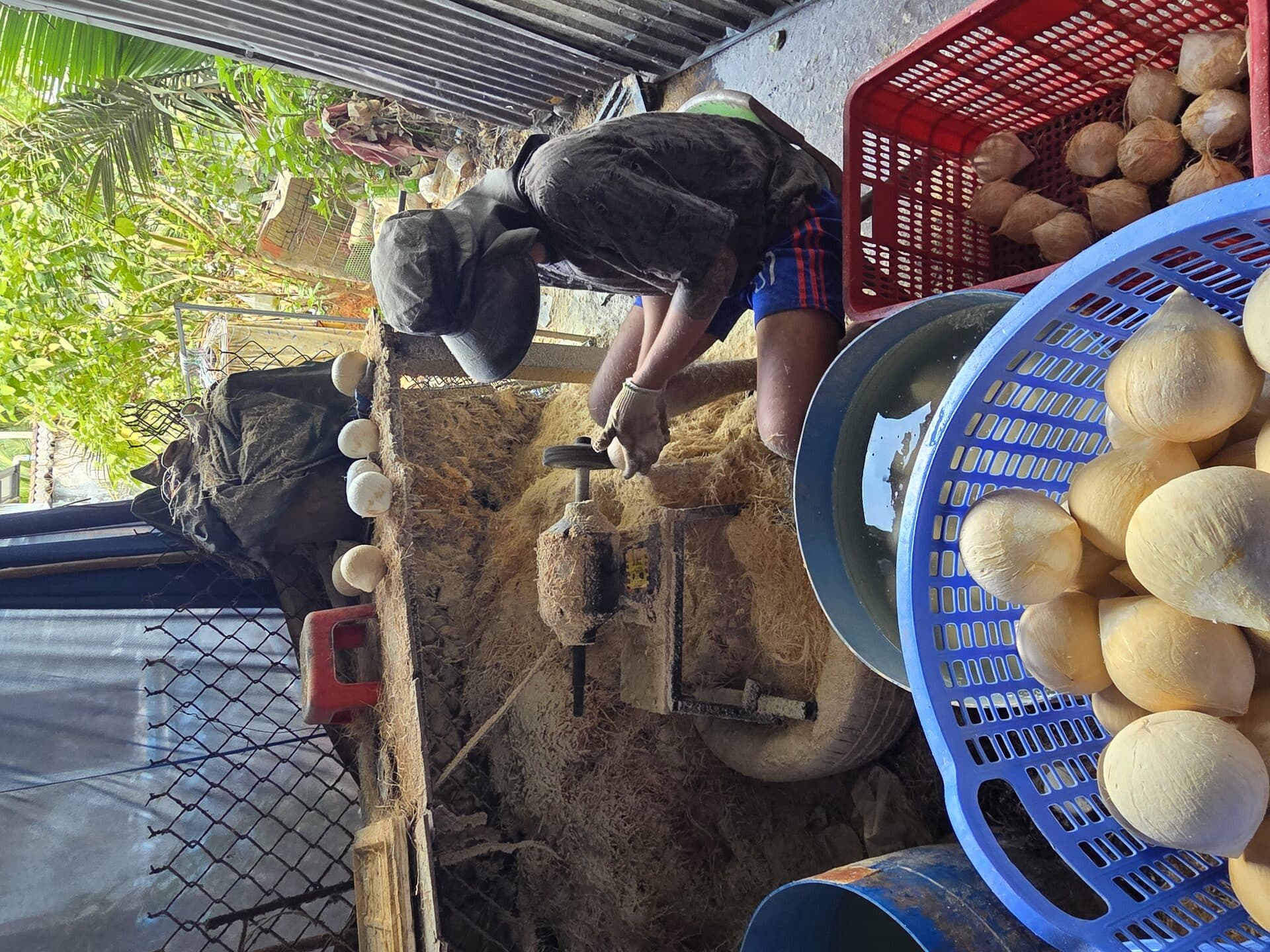 Dừa Bến Tre — Câu Chuyện Xứ Dừa Và Vựa Thạnh Phú