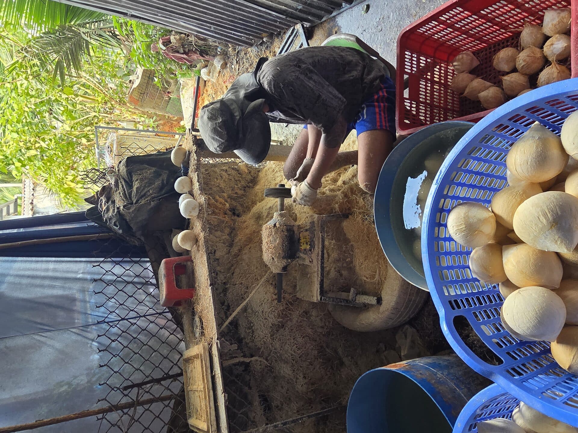 Công nhân vựa gọt dừa bằng máy chuyên dụng tại Thạnh Phú