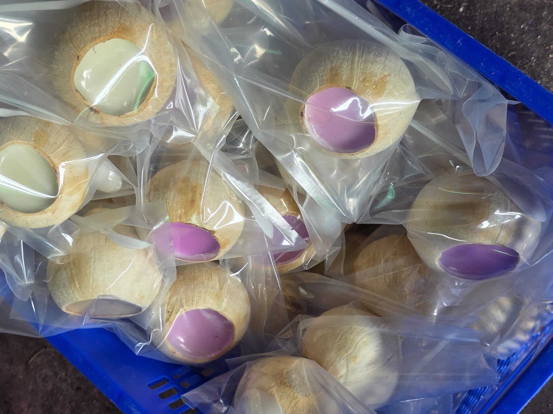 Rau Câu Dừa — Quà Biếu Mới Lạ, Đẹp, Sang Cho Mọi Dịp