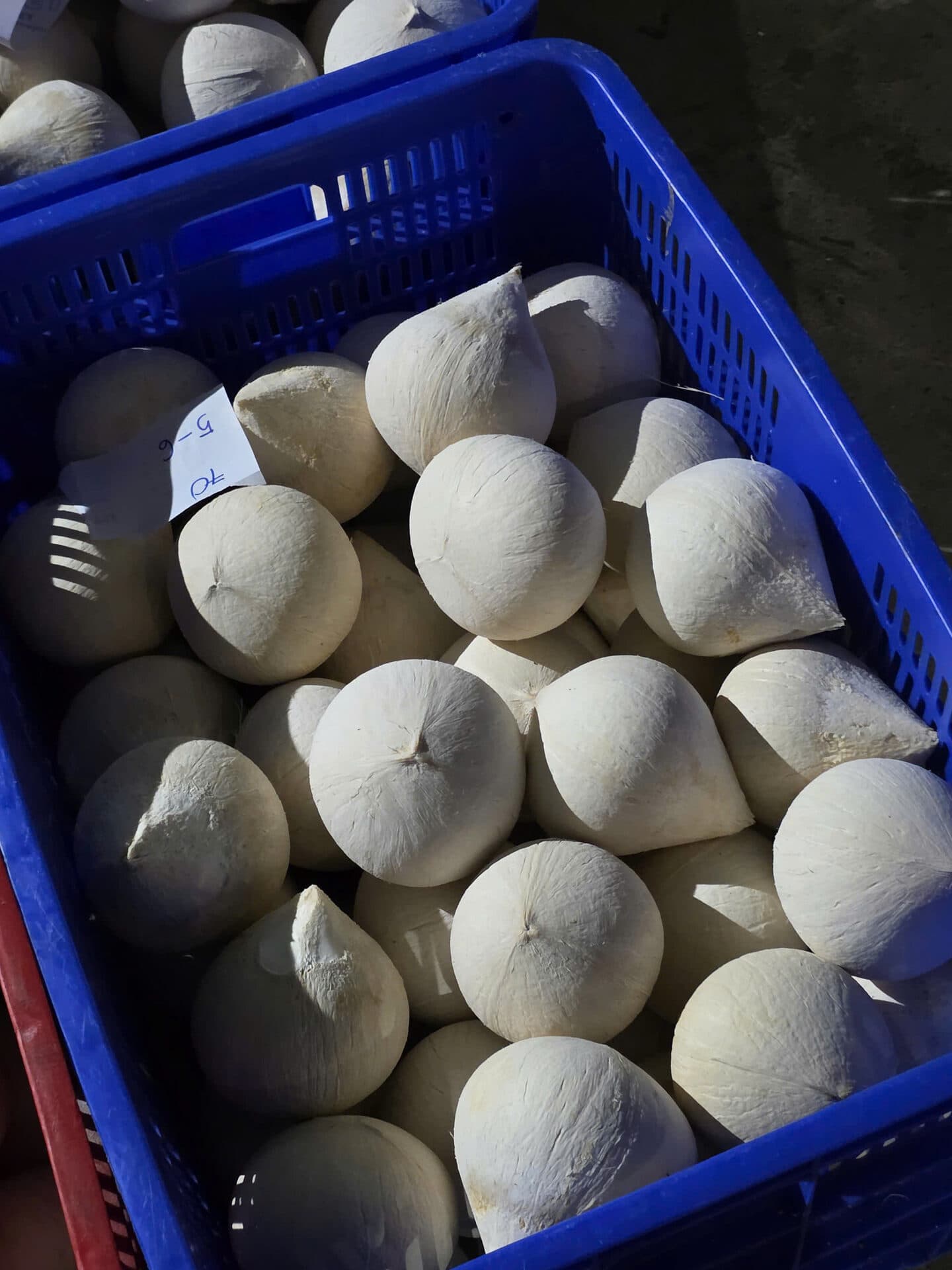 Dừa sọ chóp nhọn trong rổ có giấy ghi ngày gọt — minh bạch nguồn gốc