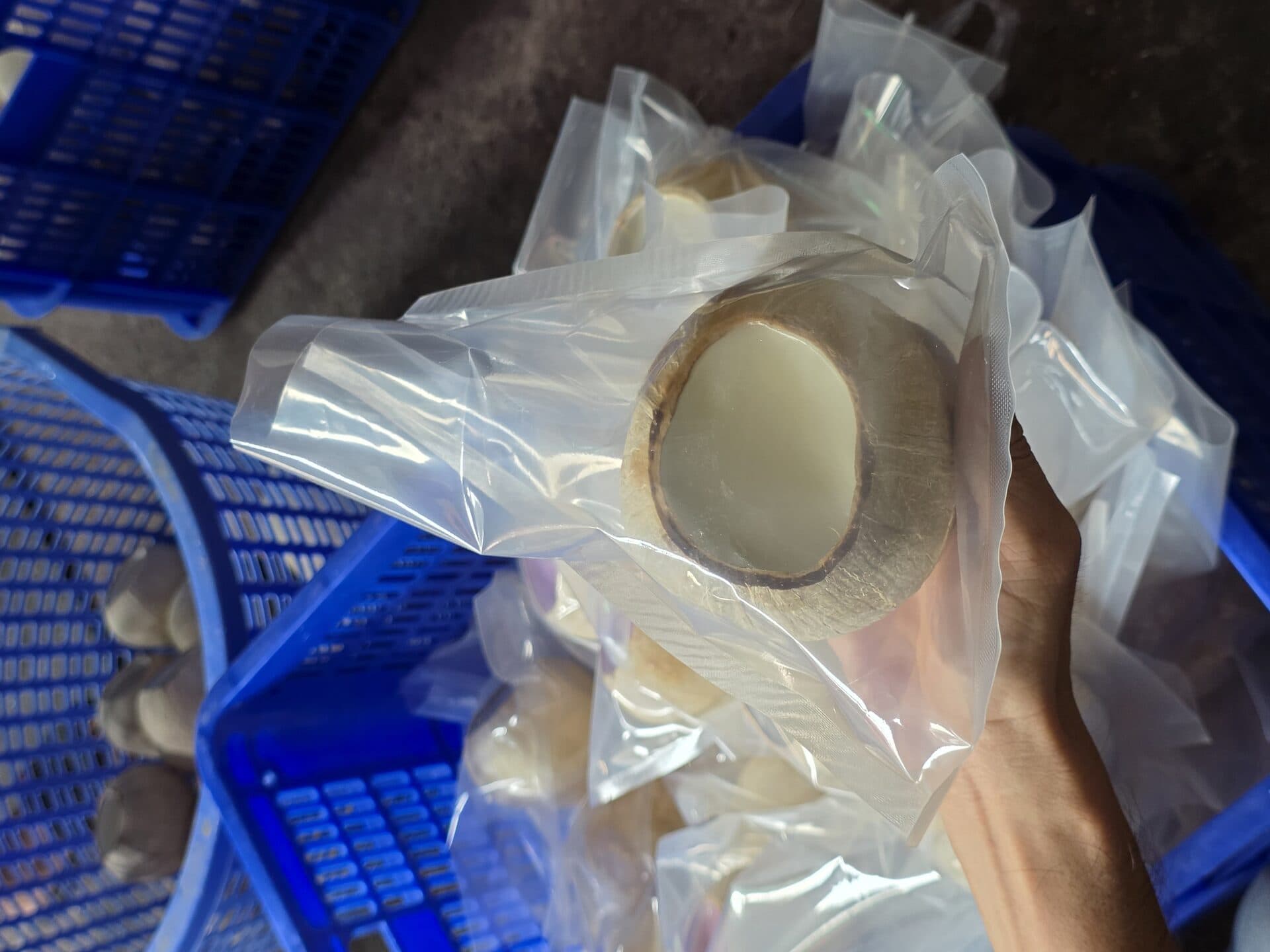 Cách Bảo Quản Dừa Sọ Bến Tre — Tươi 5-14 Ngày Không Hỏng