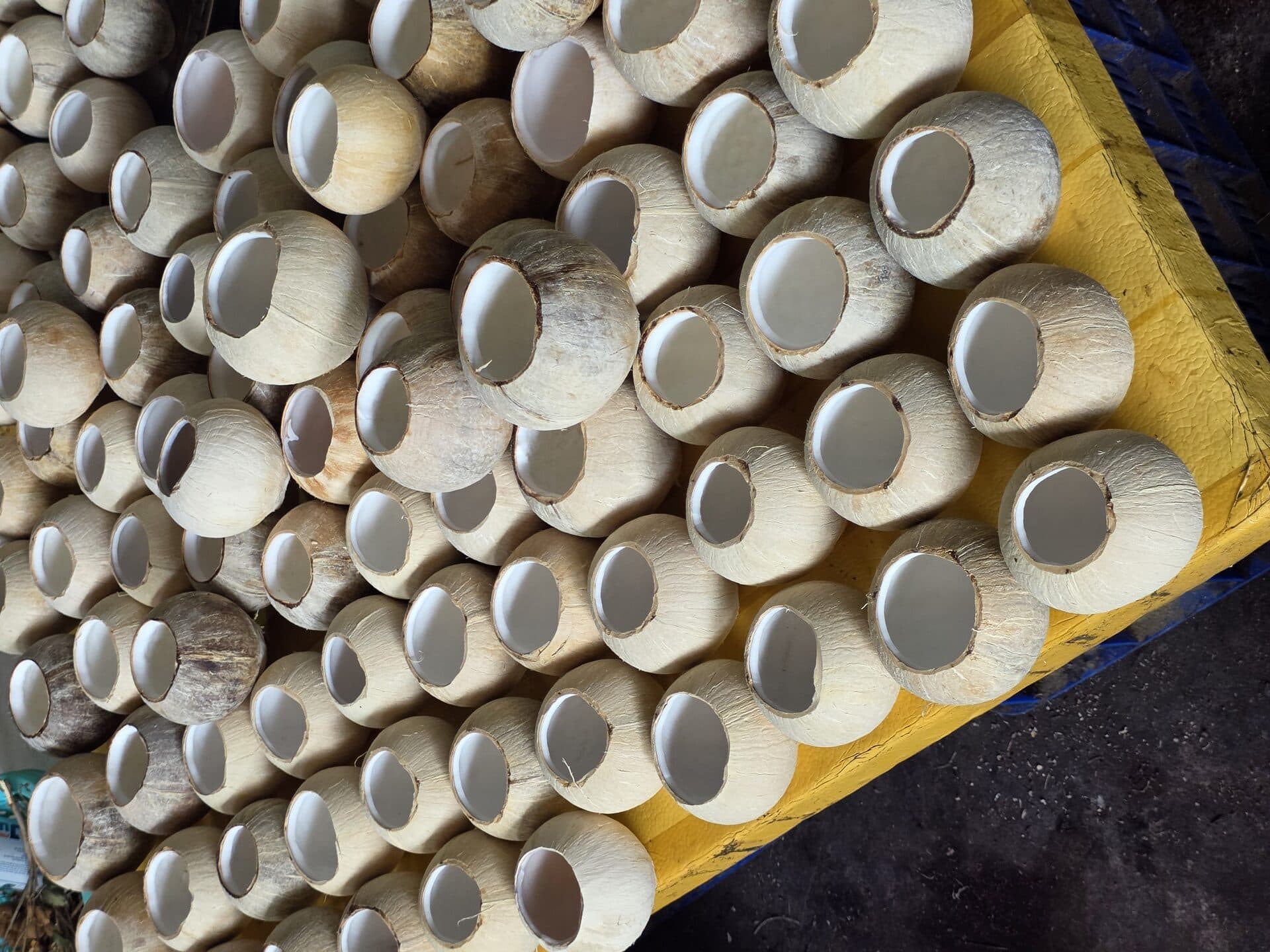 Dừa sọ đã khoan nắp xếp hàng trong rổ vàng sẵn giao