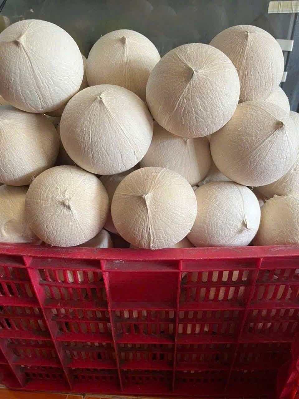 Dừa Tẩy Trắng Là Gì? 6 Cách Phân Biệt Dừa Sạch Và Dừa Hóa Chất