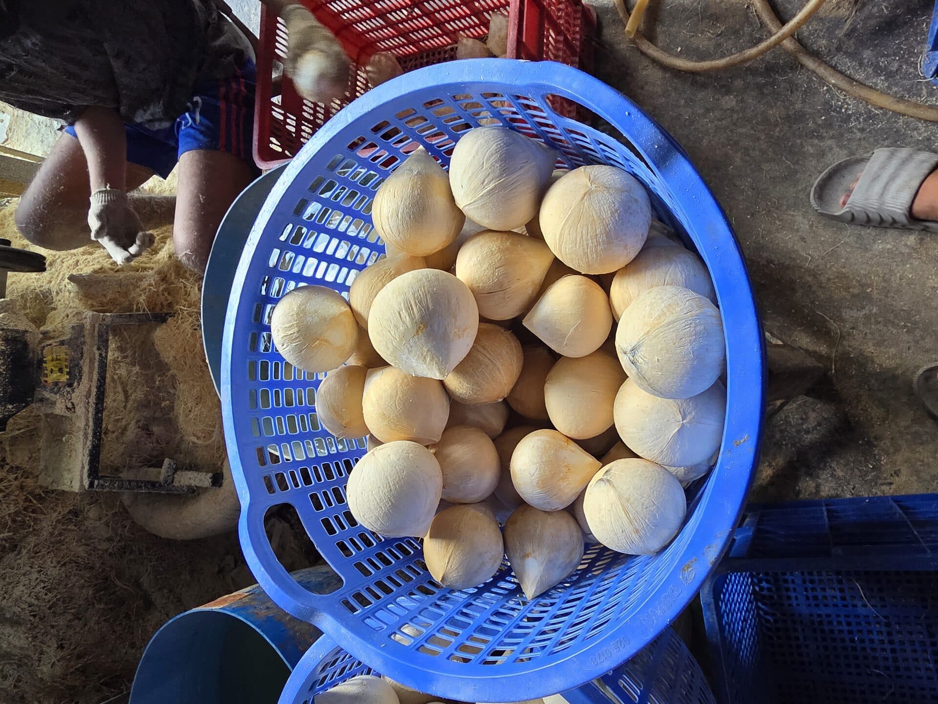 Dừa sọ tròn đầy rổ xanh — nhìn từ trên xuống tại vựa