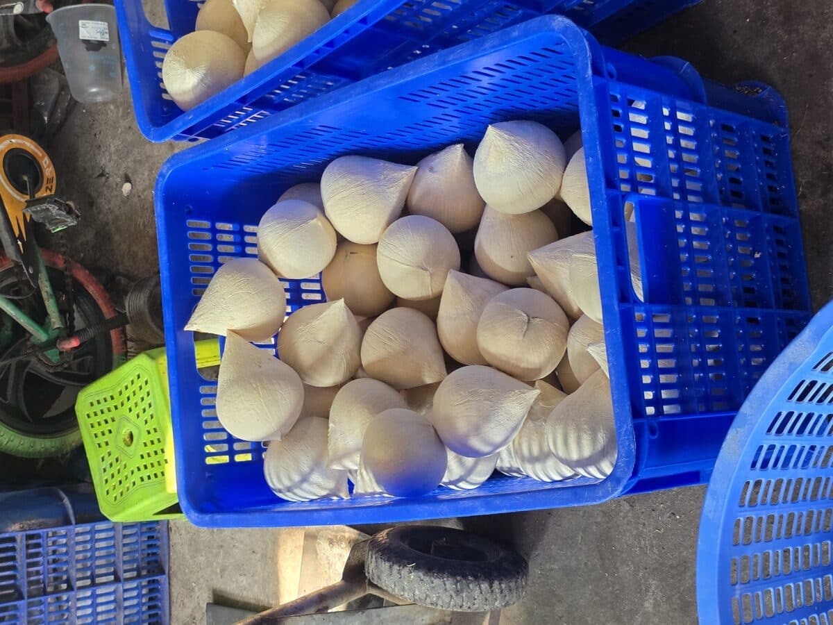 ヤングココナッツ — 小売 — ảnh 3