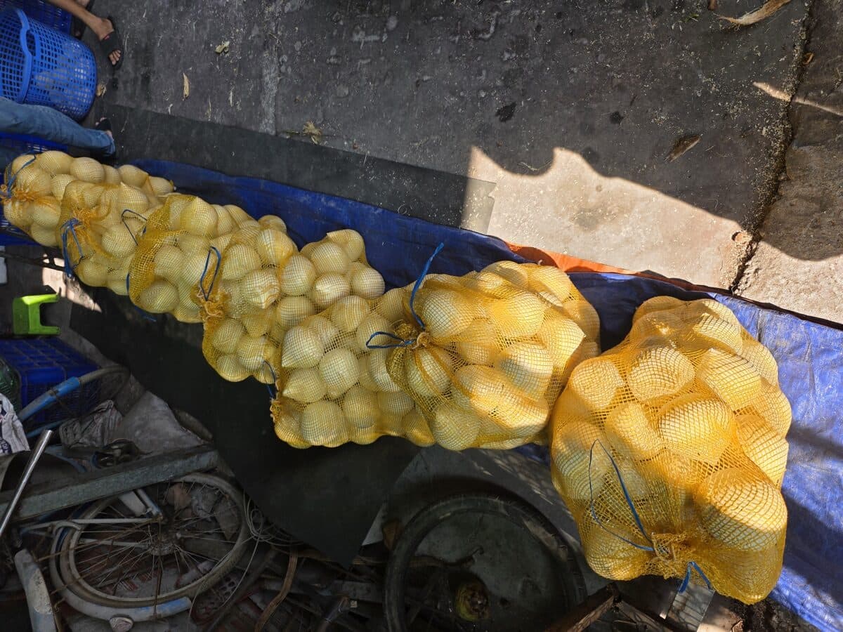 Dừa xiêm sọ đóng túi lưới vàng chuẩn vận chuyển xa