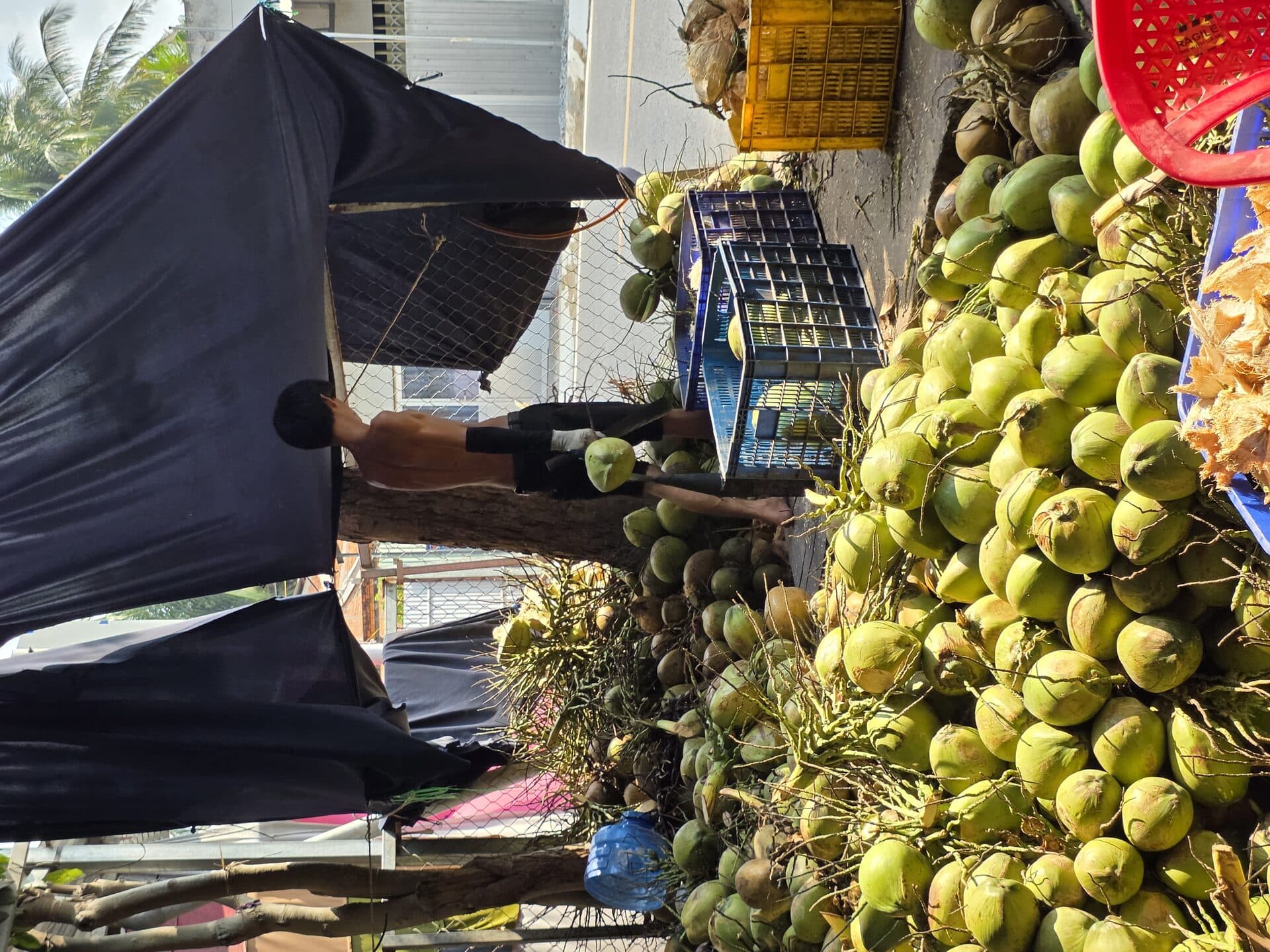 Dừa Xiêm vs Dừa Ta vs Dừa Dâu — So Sánh Chi Tiết Để Chọn Đúng