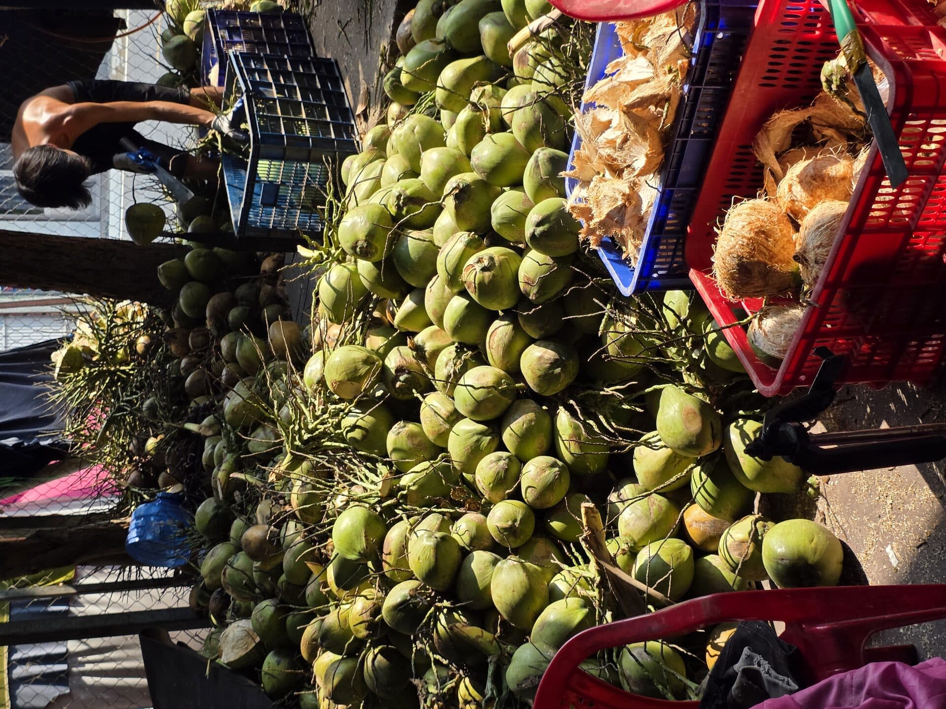 Dừa xiêm xanh nguyên trái đóng cao sau phục hồi từ hạn mặn
