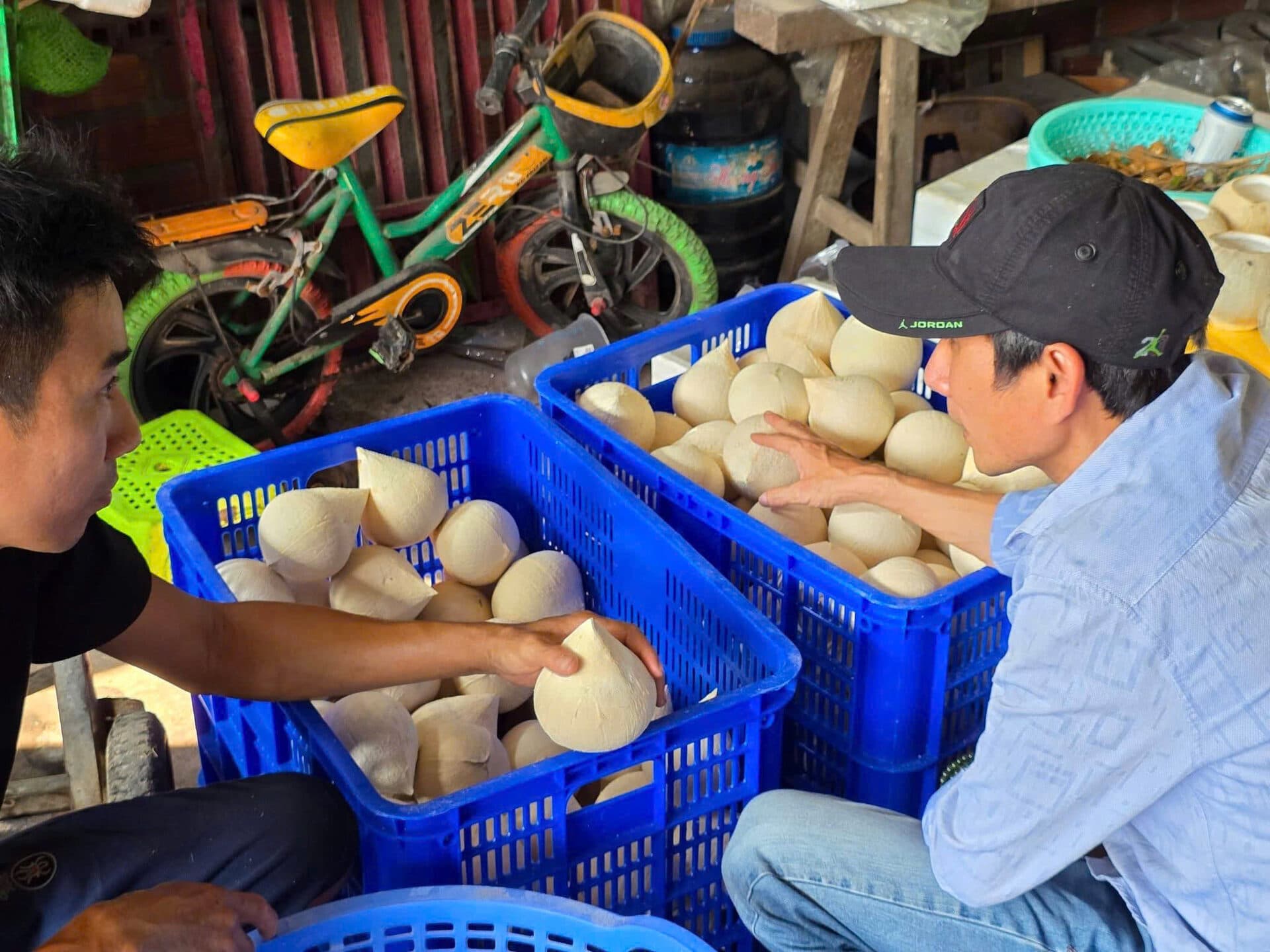 Hai công nhân kiểm tra dừa sọ sọt xanh — quy trình không sulfite