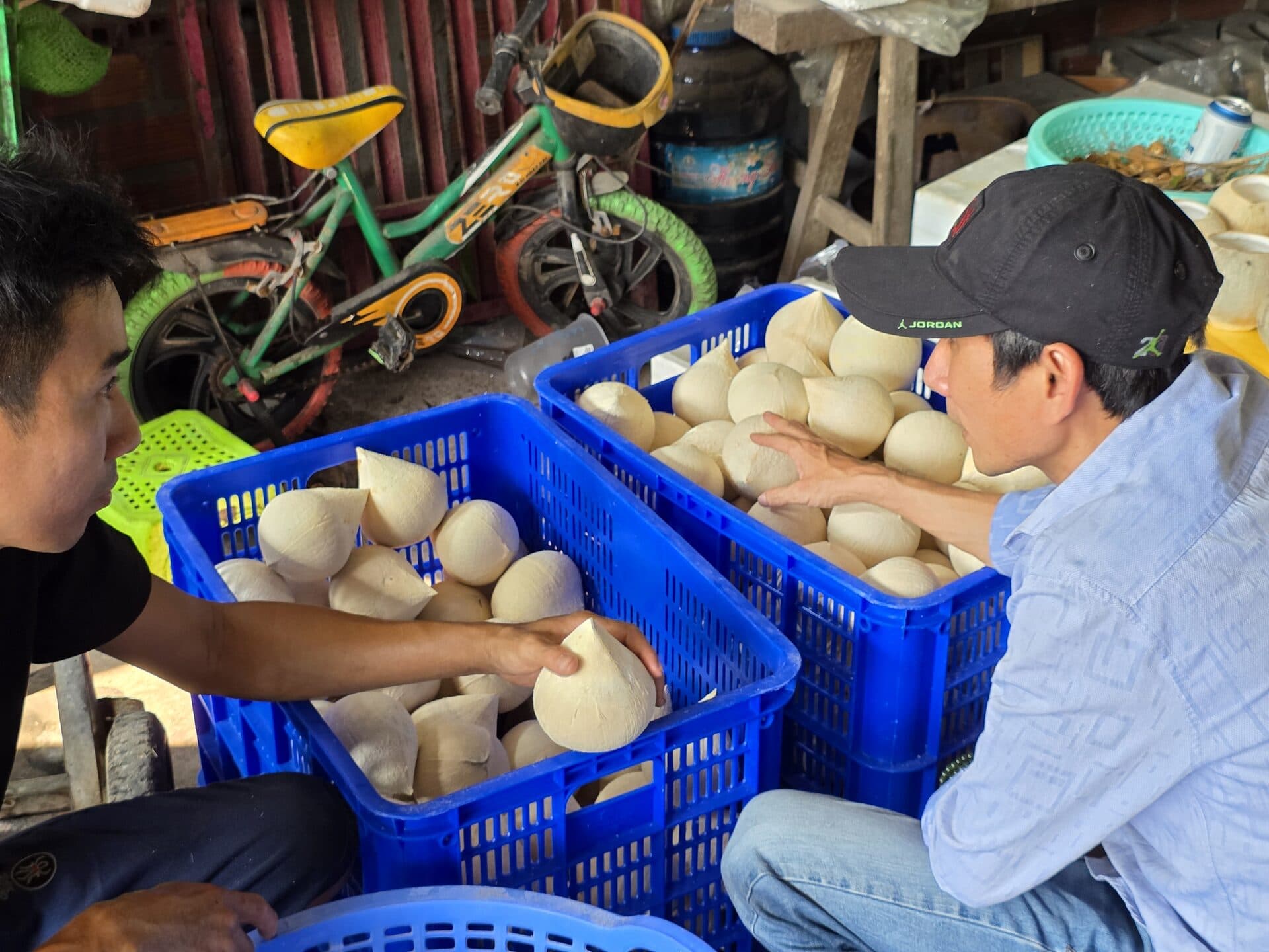 Mua Dừa Xiêm Bến Tre Ở Đâu Uy Tín? — Top Vựa & Đại Lý 2026