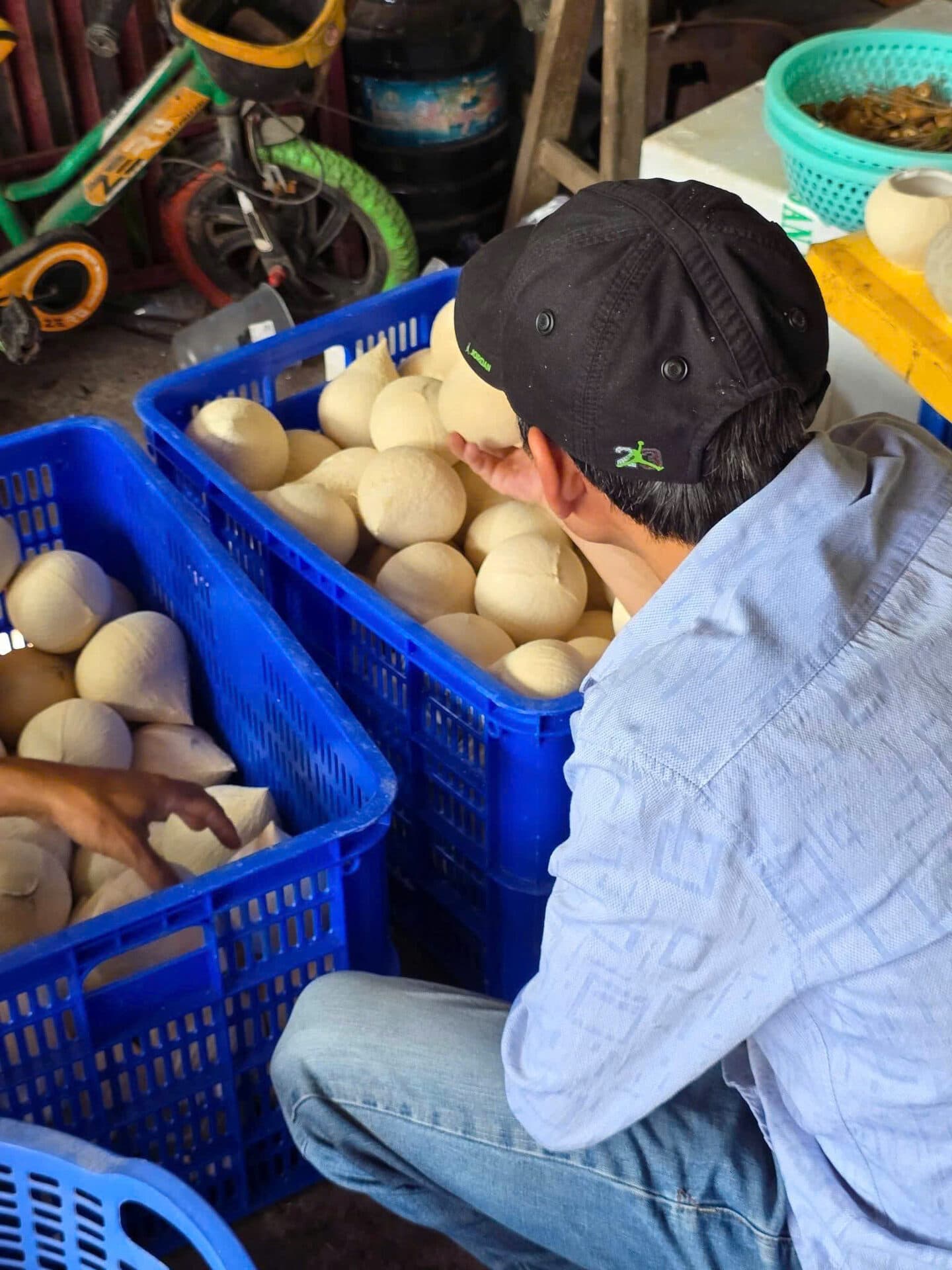 Nhà vườn kiểm tra dừa sọ từng trái — tiêu chuẩn vựa chuẩn