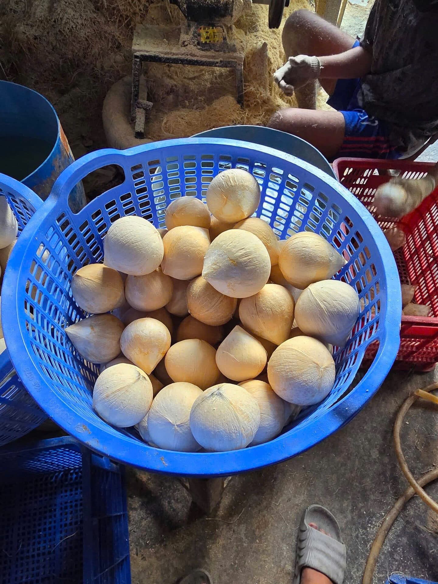 Rổ xanh dừa sọ chóp nhọn trắng tinh mới gọt từ vựa