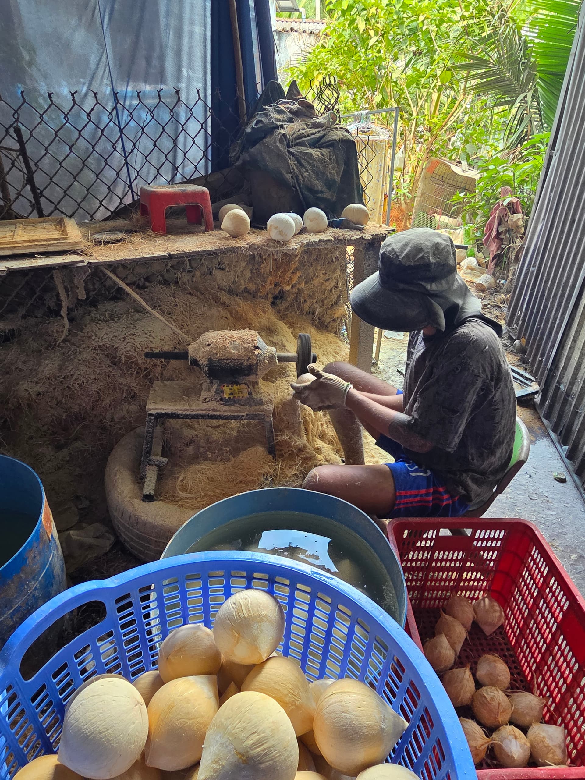 Công nhân vựa Thạnh Phú gọt dừa xiêm thành dừa sọ