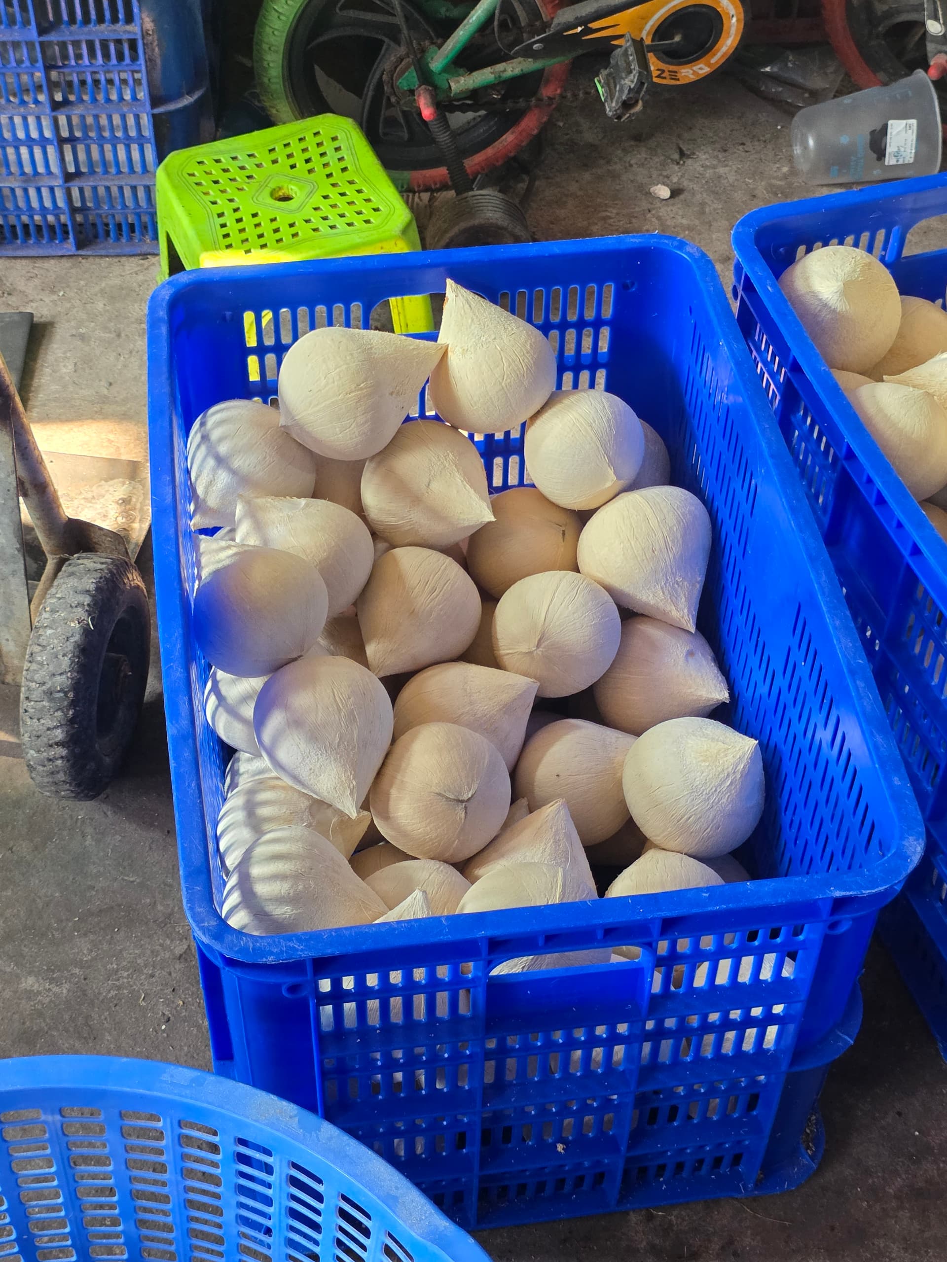 Dừa sọ chóp nhọn xếp rổ xanh tại vựa