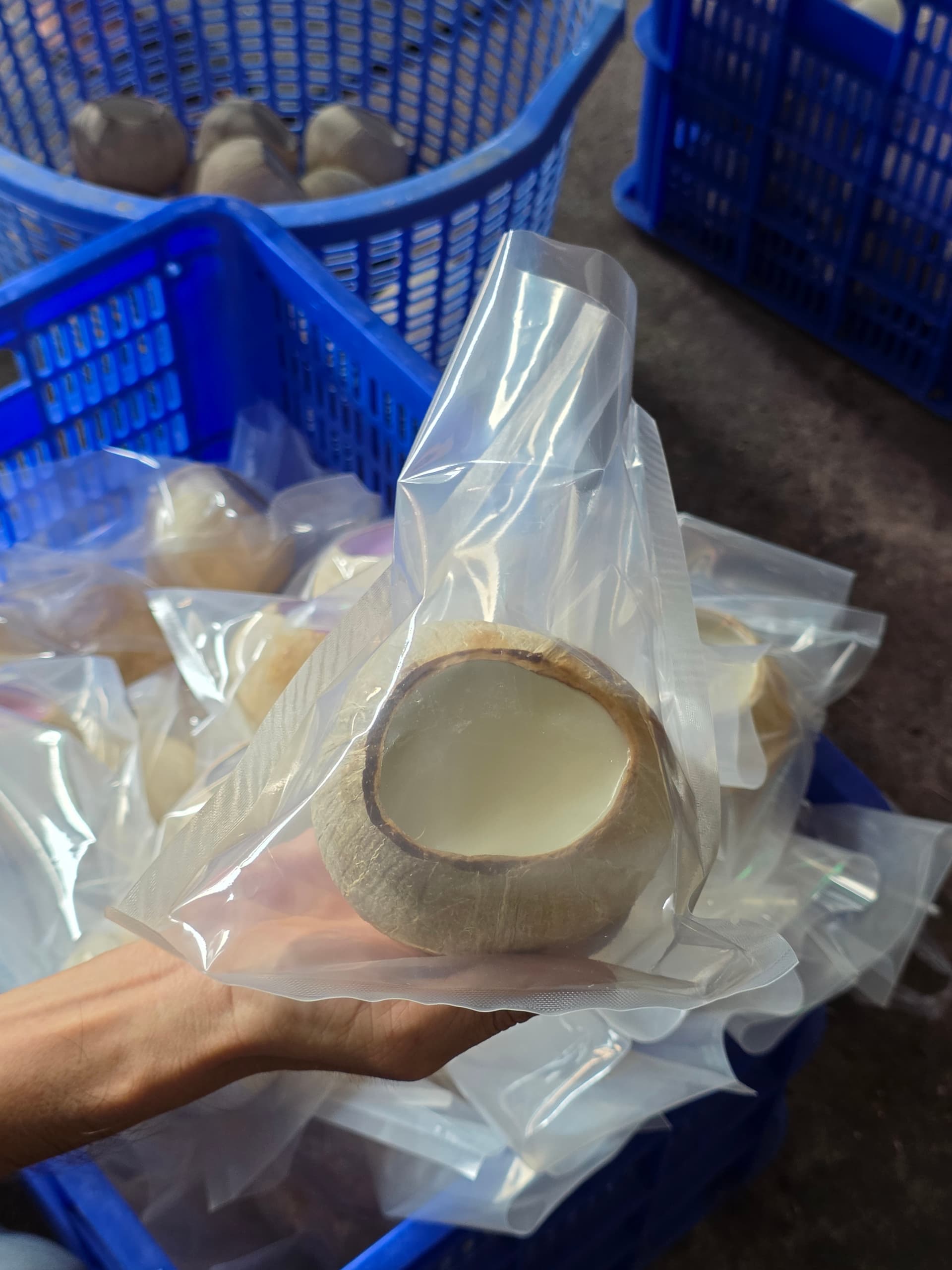 Dừa sọ Bến Tre đóng gói hút chân không premium