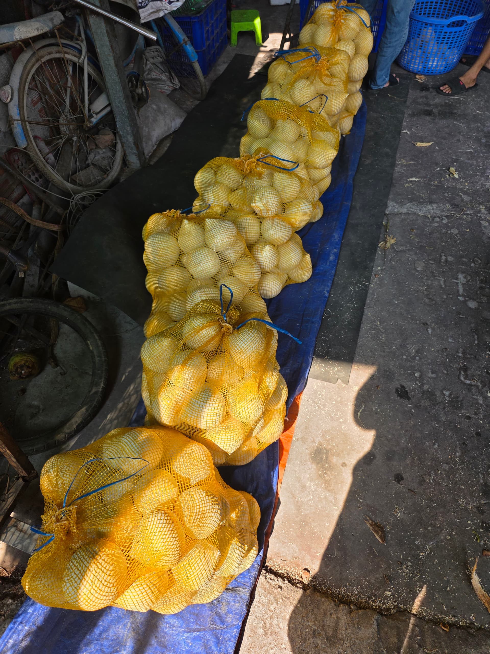 Dừa sọ đóng túi lưới vàng chuẩn bị vận chuyển