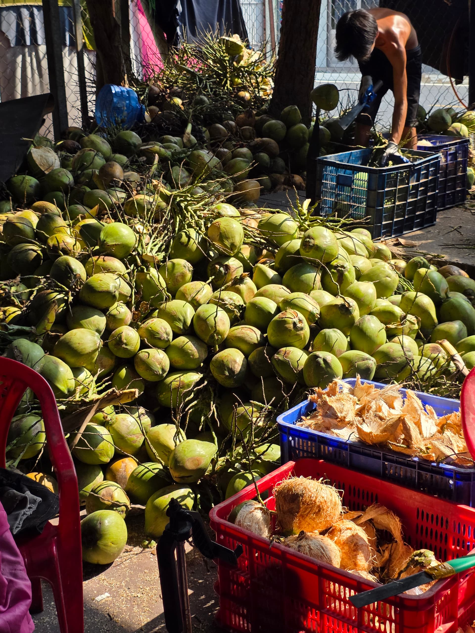 Dừa xiêm xanh nguyên trái đống tại vựa Bến Tre