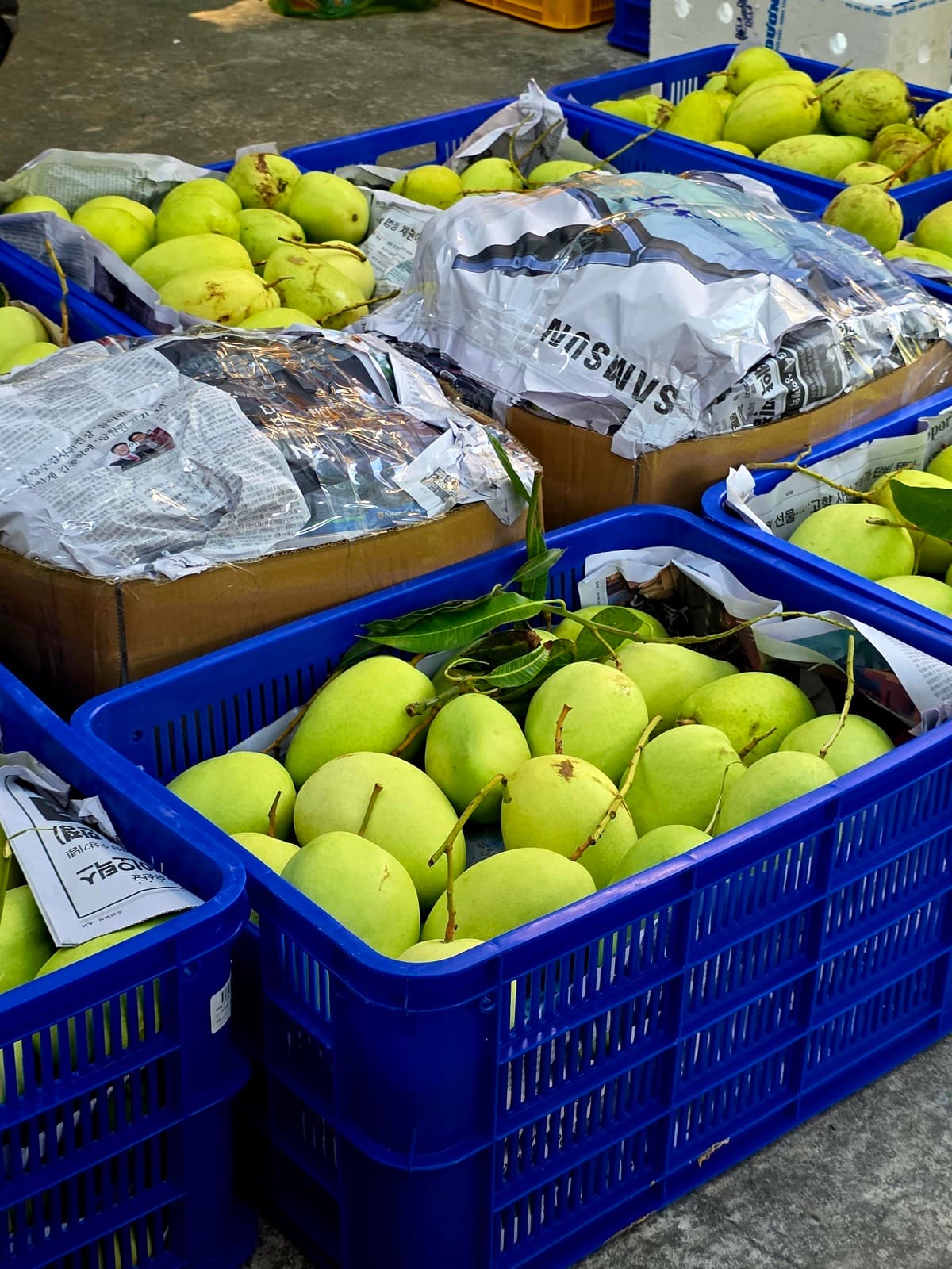 Rổ xoài xanh xếp đầy thùng