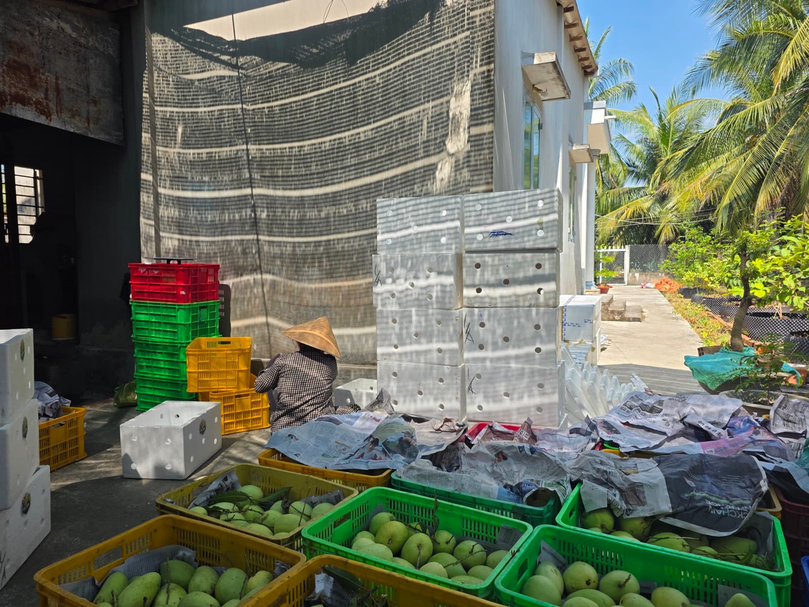 Xoài tứ quý bao nhiêu calo? Dinh dưỡng 100g xoài chín Bến Tre