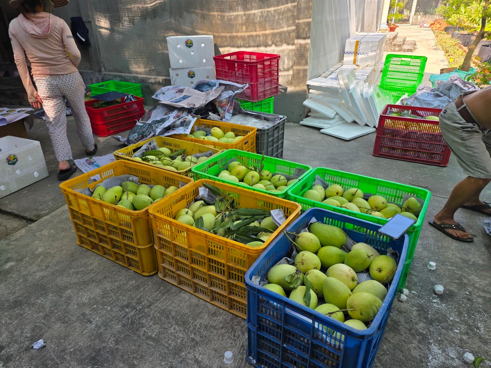 Báo giá sỉ xoài tứ quý tháng 4/2026 — bảng giá theo loại và số lượng