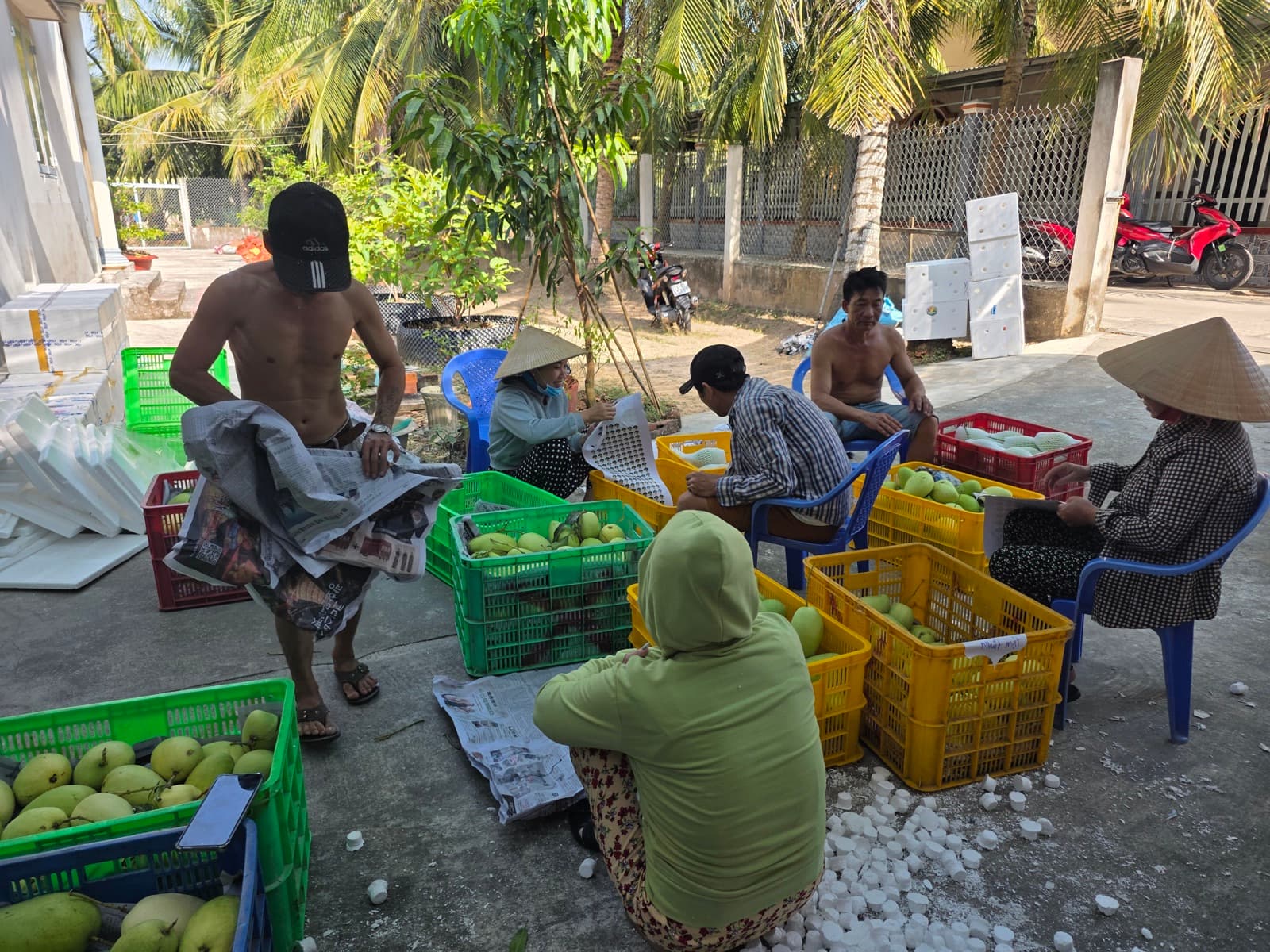 Gói quà xoài tứ quý tặng ai — dịp nào phù hợp, cách chọn trái đẹp