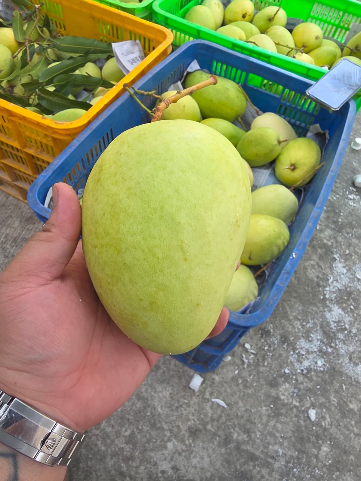 Giá xoài tứ quý tuần 17/2026 (20-26/4) — bảng giá cập nhật vụ hè