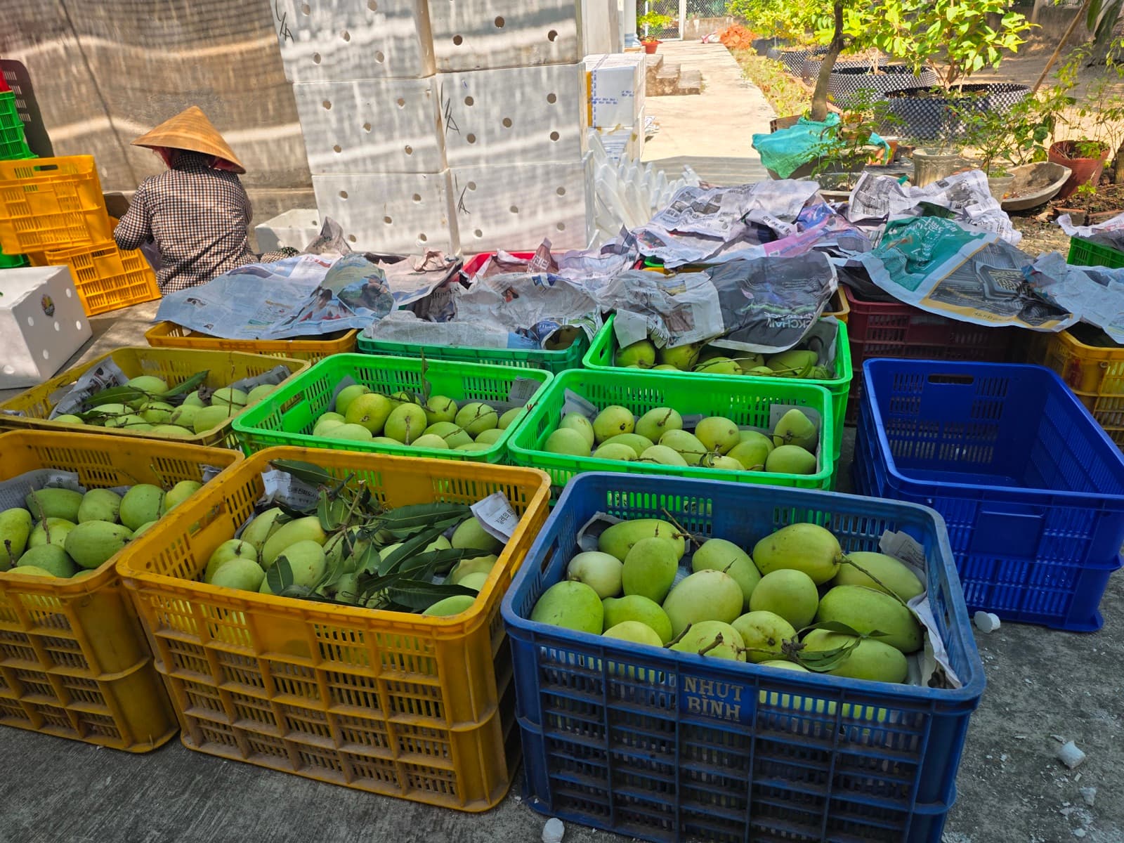 Dự báo giá xoài tháng 5/2026 — xu hướng thị trường và thời điểm mua tốt