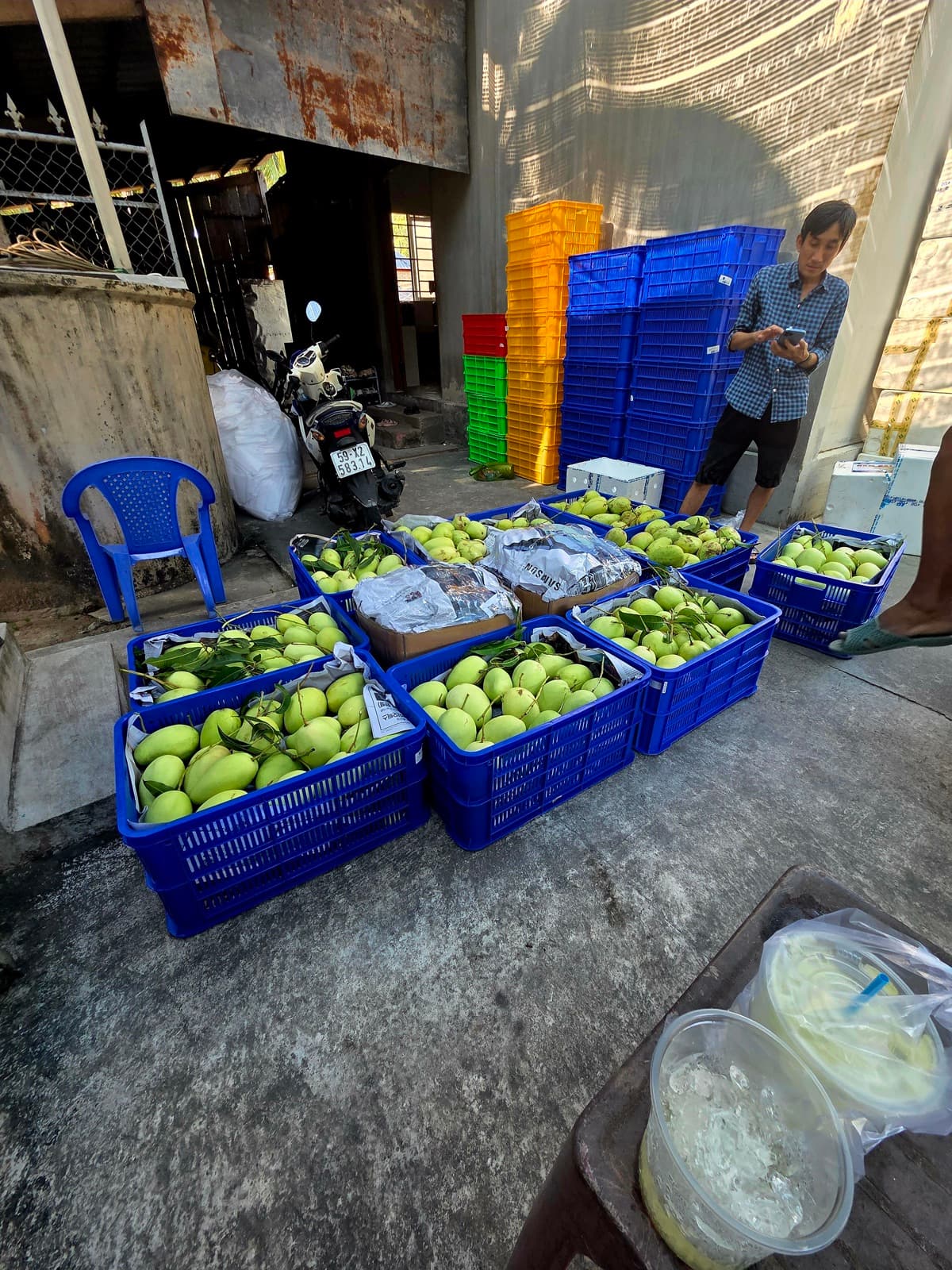 CDĐL 00124 xoài Bến Tre khác chỉ dẫn địa lý thông thường thế nào?