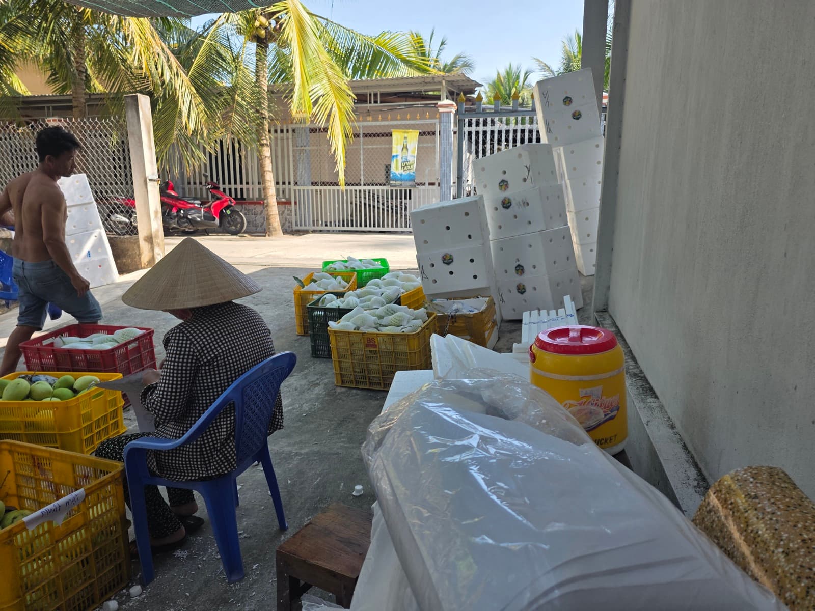 Câu Chuyện Người Trồng Xoài Tứ Quý Ở Thạnh Phú