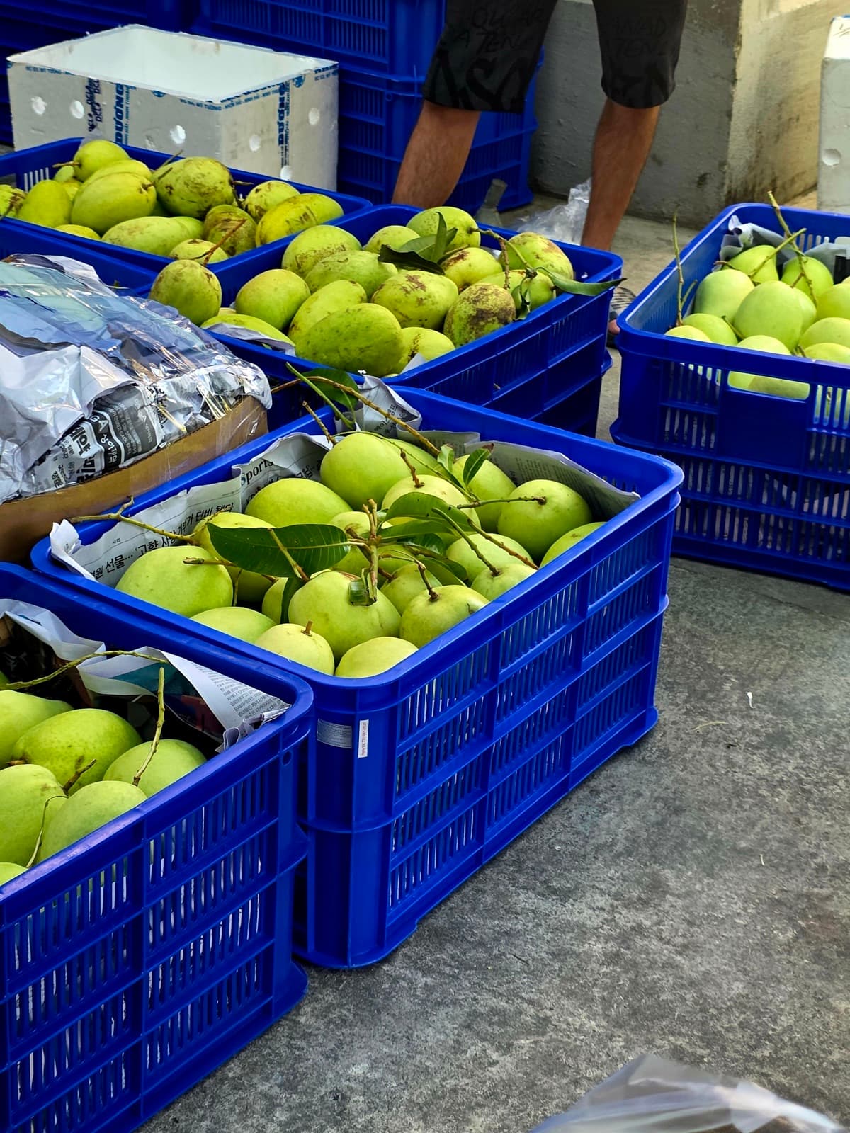 Giá thùng xoài 20kg tháng 4 — Cập nhật vựa Bến Tre