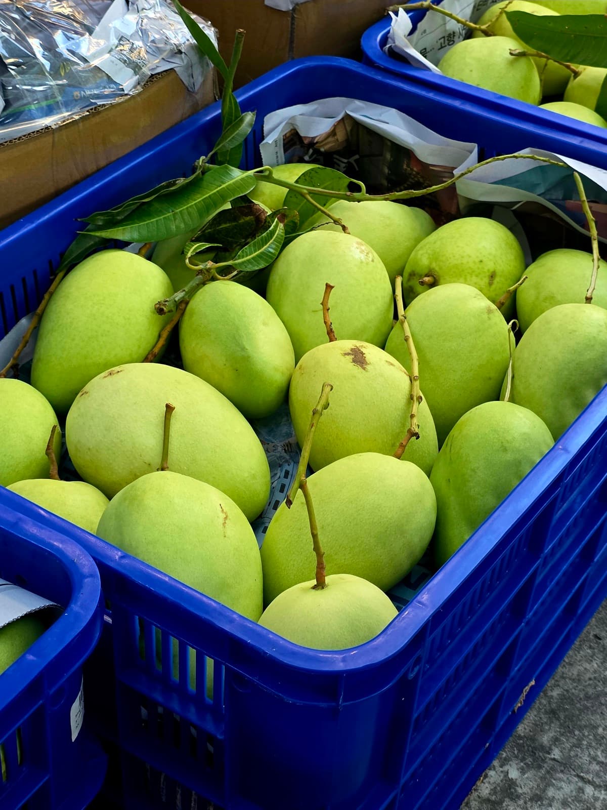 Xoài Tứ Quý Bến Tre tươi — lá xanh, da bóng từ vựa Thạnh Phú