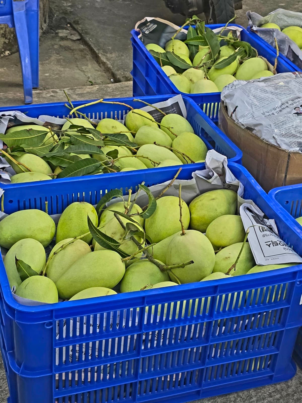 Xoài Tứ Quý Thạnh Phú phân loại tại vựa — đóng rổ giấy báo bảo vệ