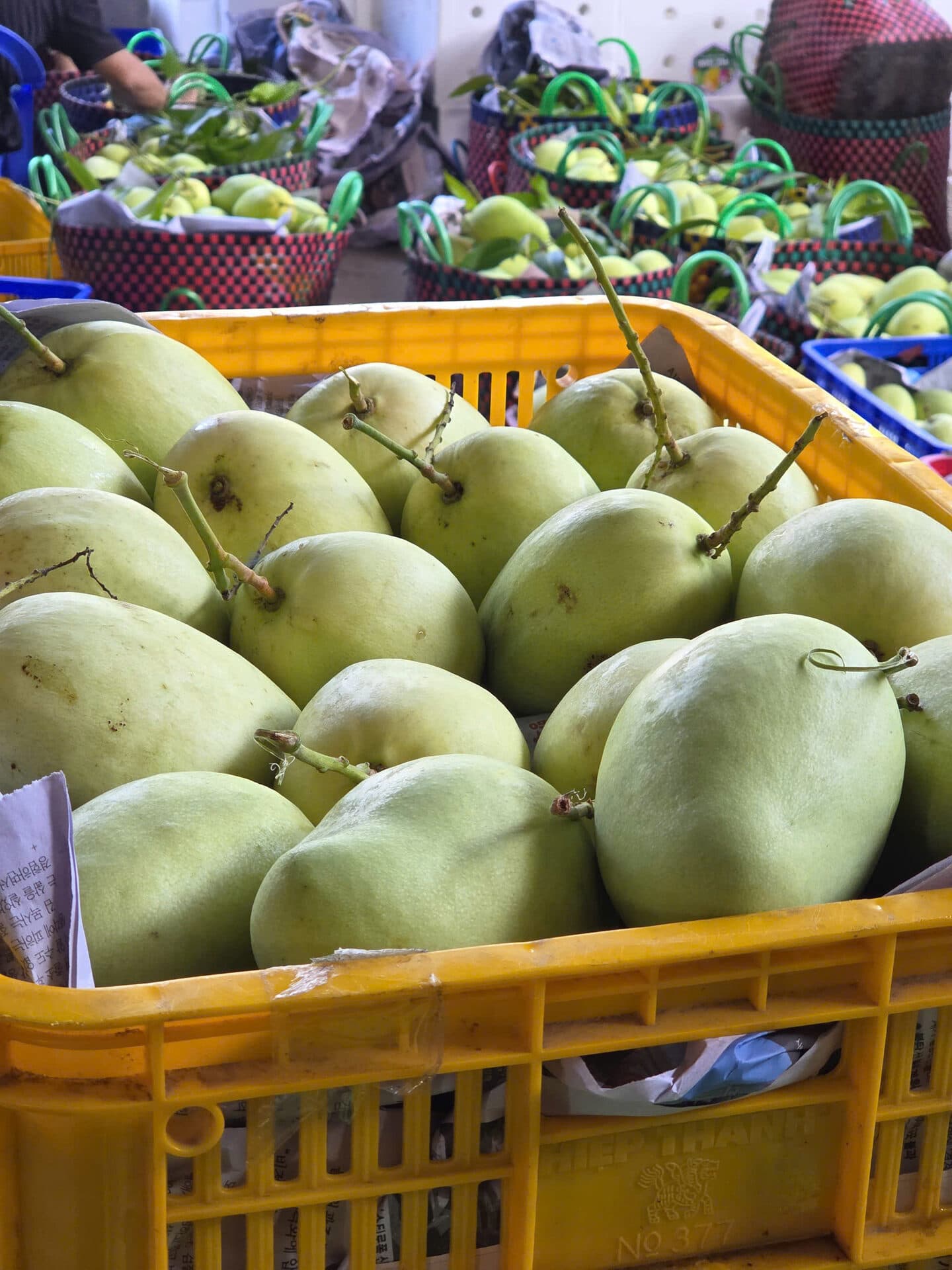 Vựa xoài Thạnh Phú phân loại — sọt vàng đầy xoài Tứ Quý còn cuống