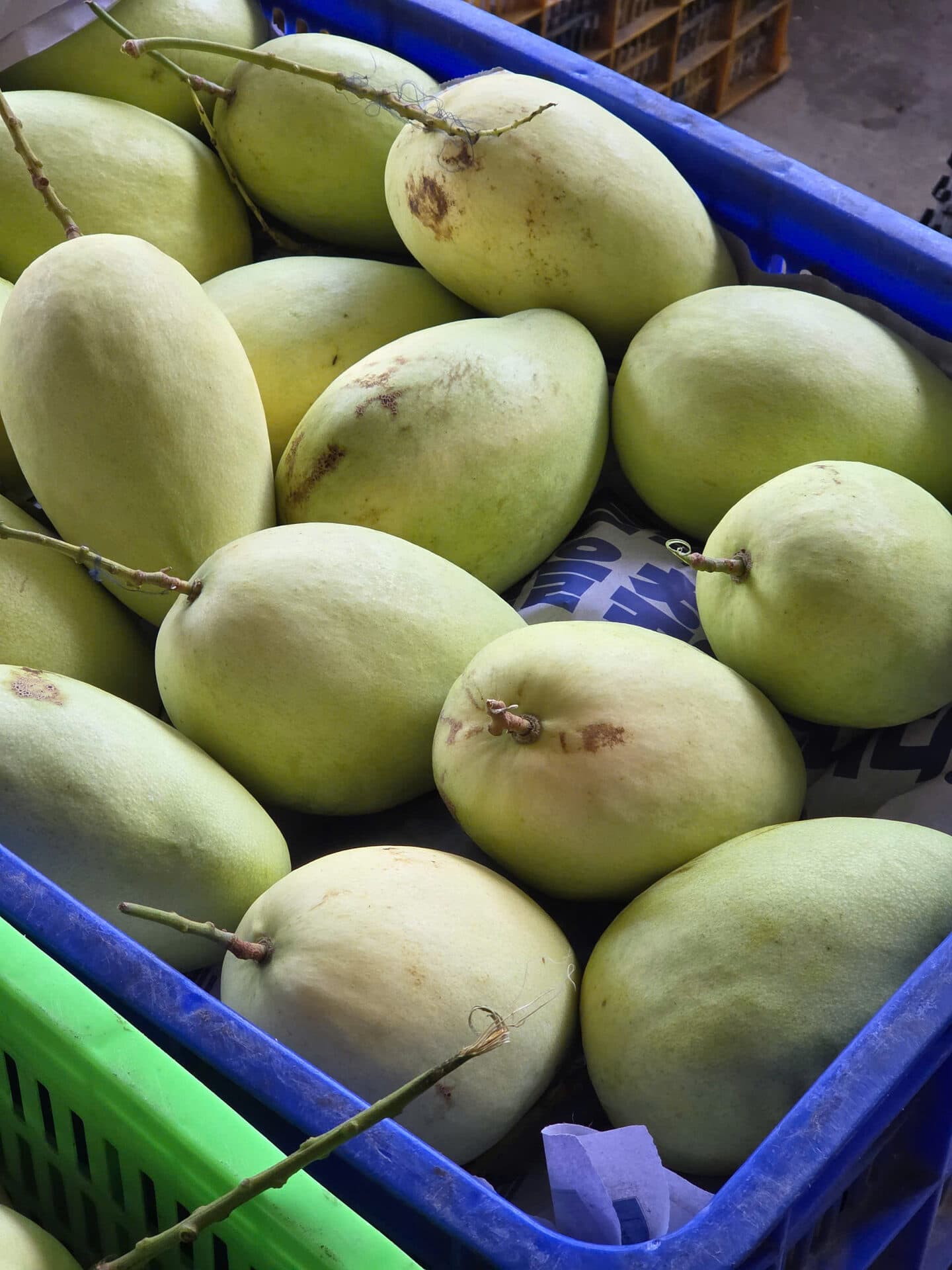 Rổ xoài Tứ Quý còn cuống lá tươi — mới hái từ vườn Thạnh Phú