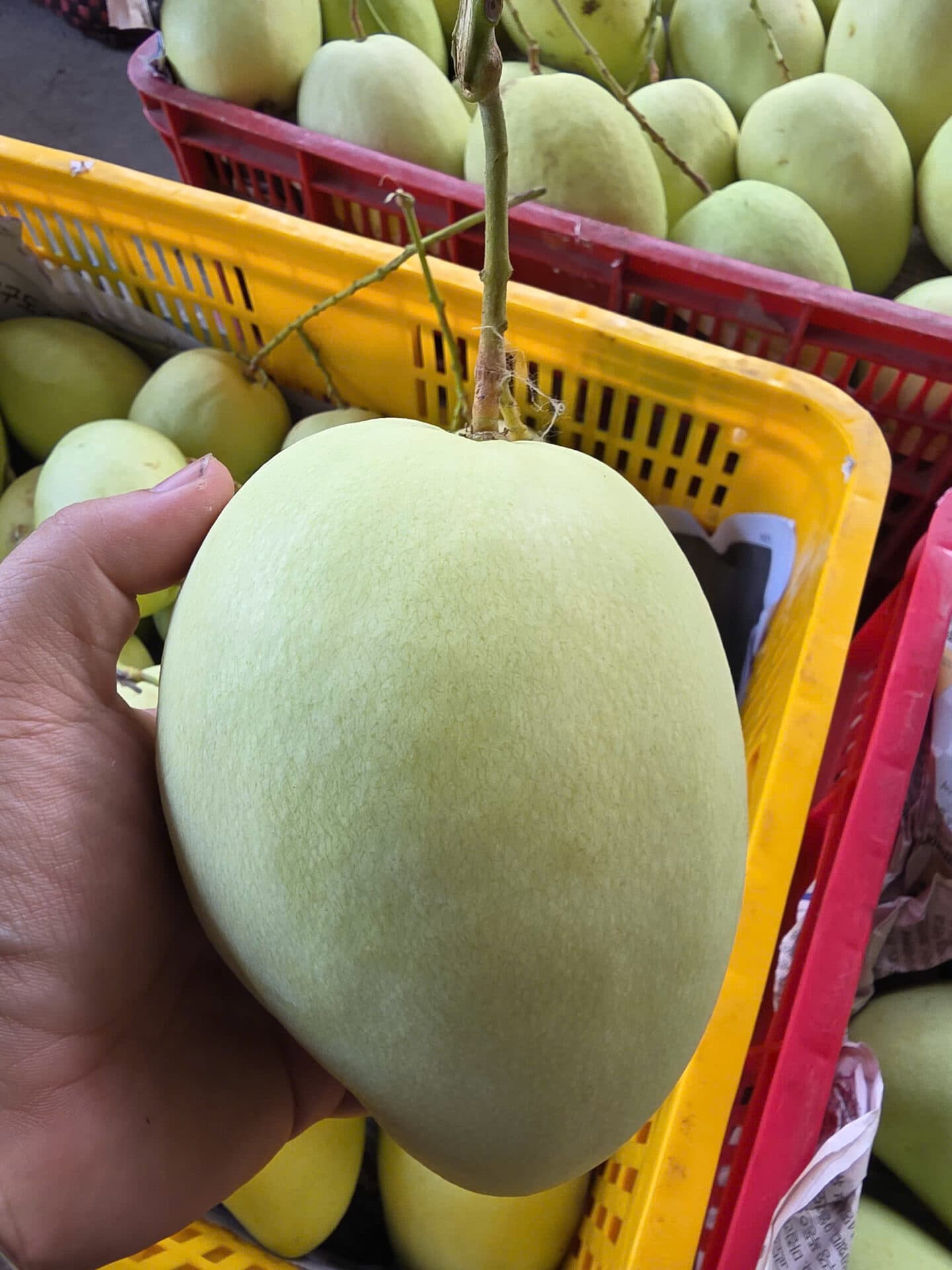 Cách Làm Sinh Tố Xoài Tứ Quý Ngon — 3 Công Thức Đơn Giản
