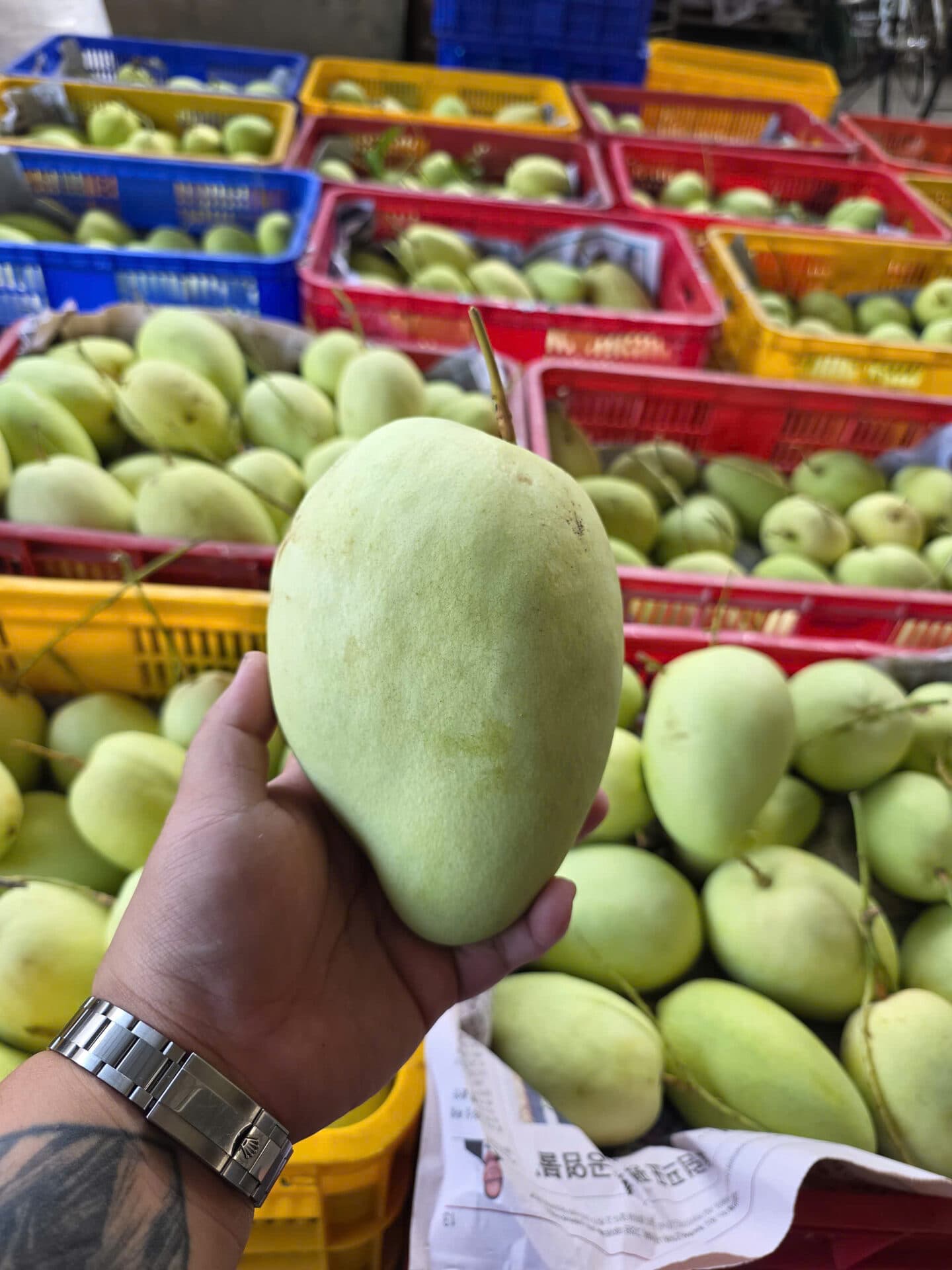 Xoài Tứ Quý VIP cận cảnh — trái lớn, da bóng, tay cầm tại vựa