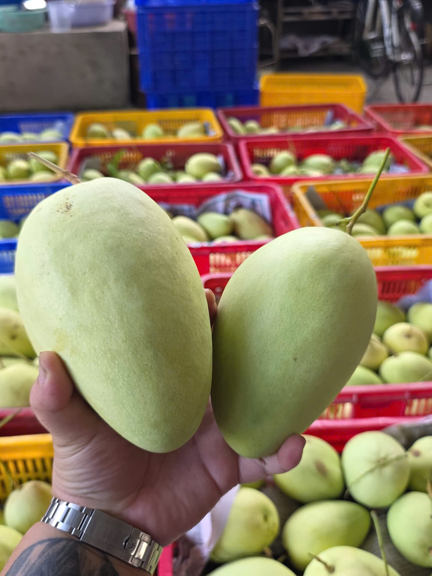 Các Loại Xoài Bến Tre — 4 Giống Chính Từ Vựa Thạnh Phú 2026