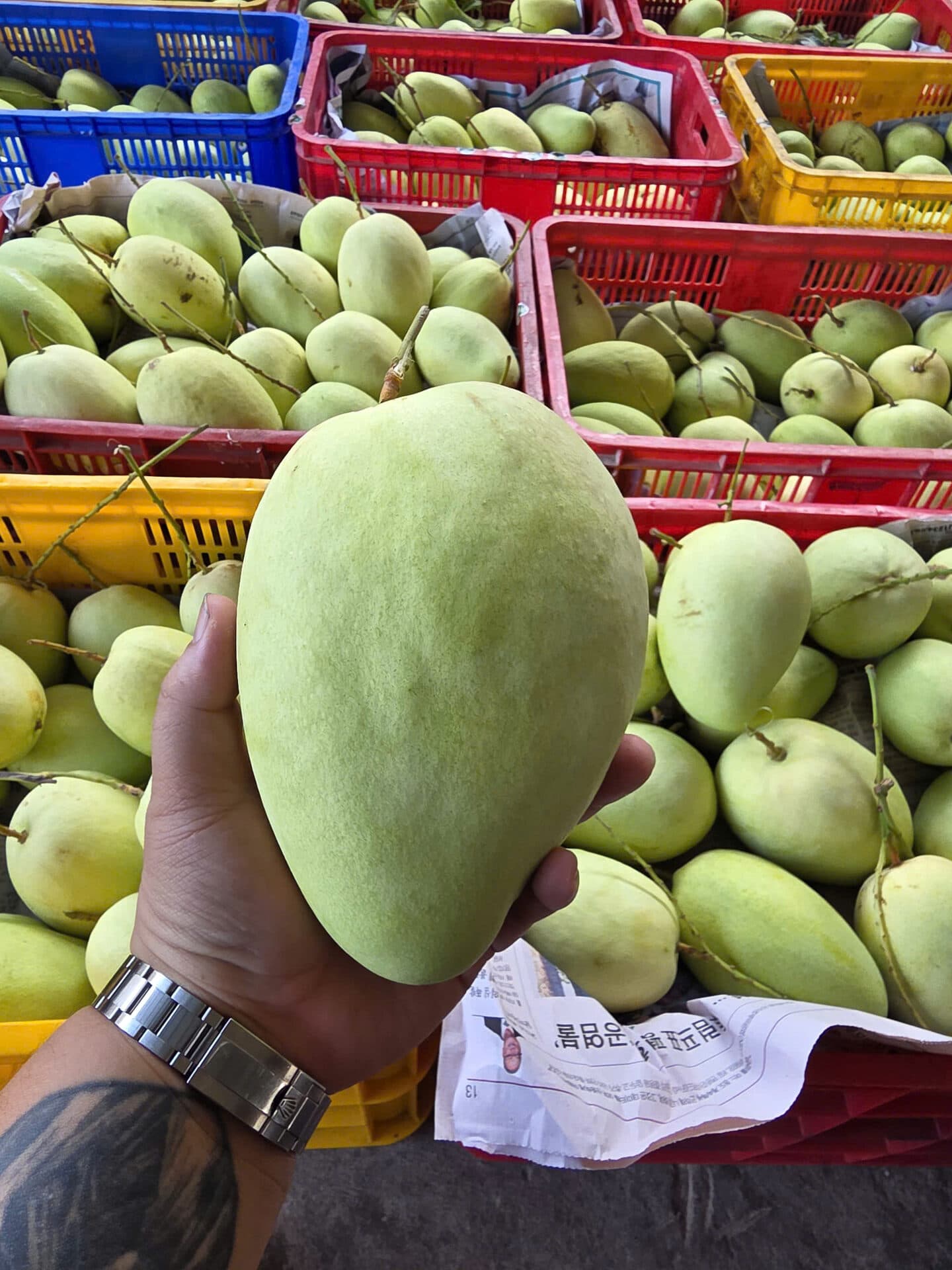 Xoài Tứ Quý VIP — trái to còn cuống lá tươi, tay cầm tại vựa Thạnh Phú