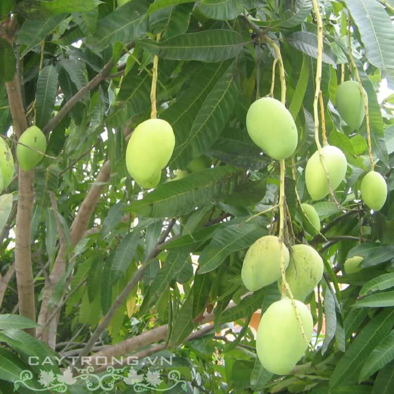 Cách Làm Sinh Tố Xoài Tứ Quý Ngon — 3 Công Thức Đơn Giản