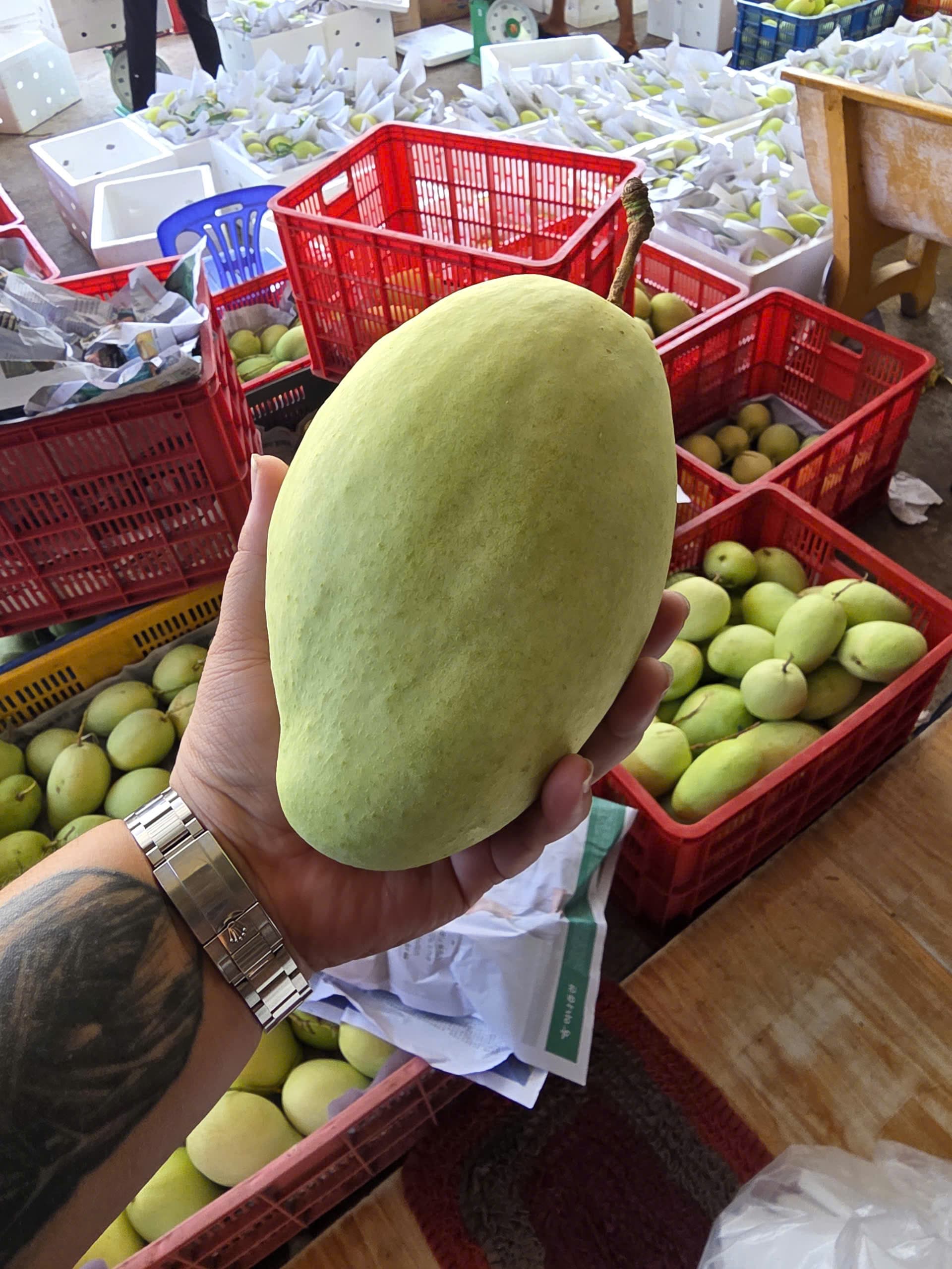 Xoài Tứ Quý — tay cầm quả lớn tại vựa