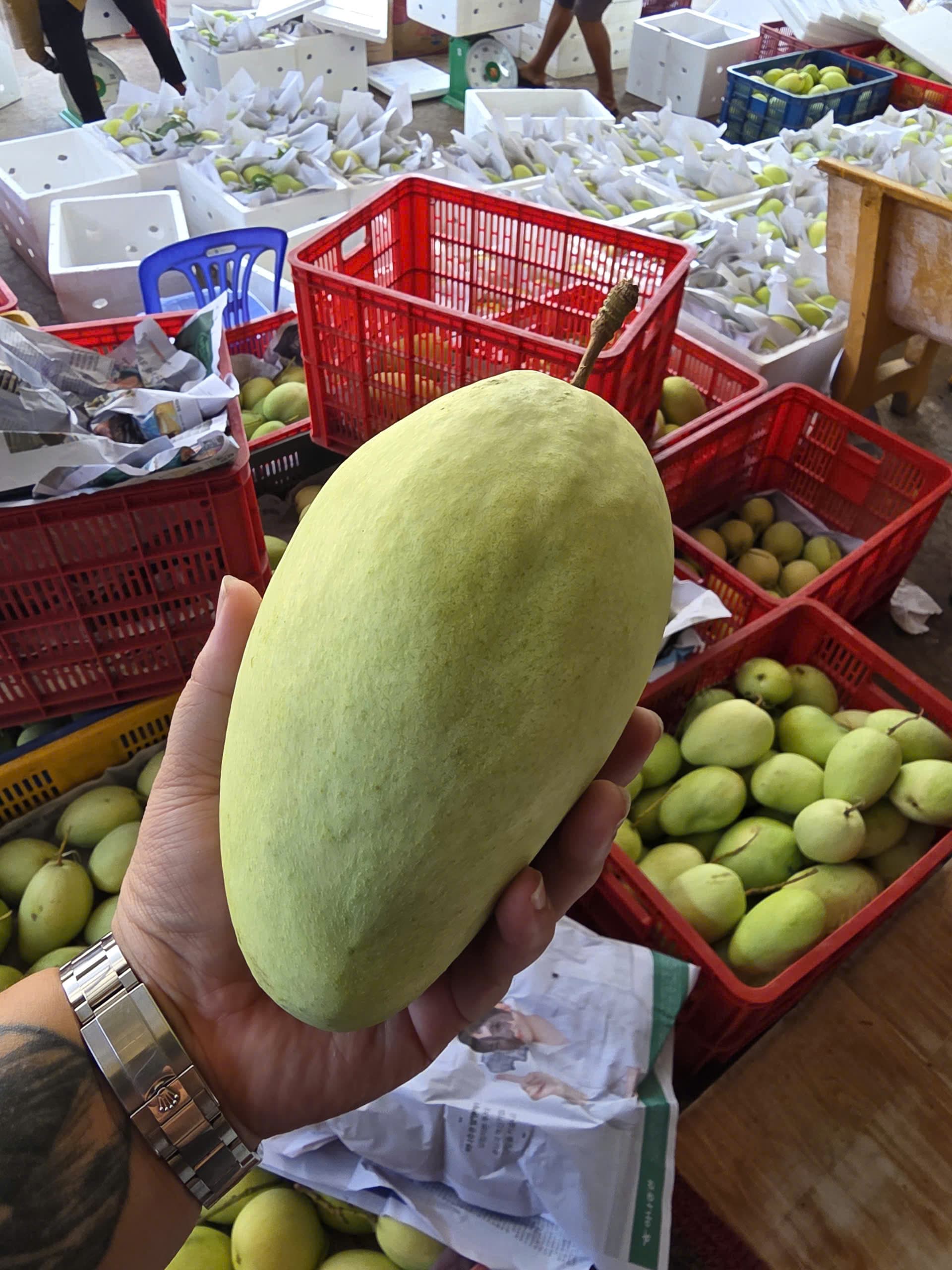 Xoài Tứ Quý quả to, vựa đóng hàng