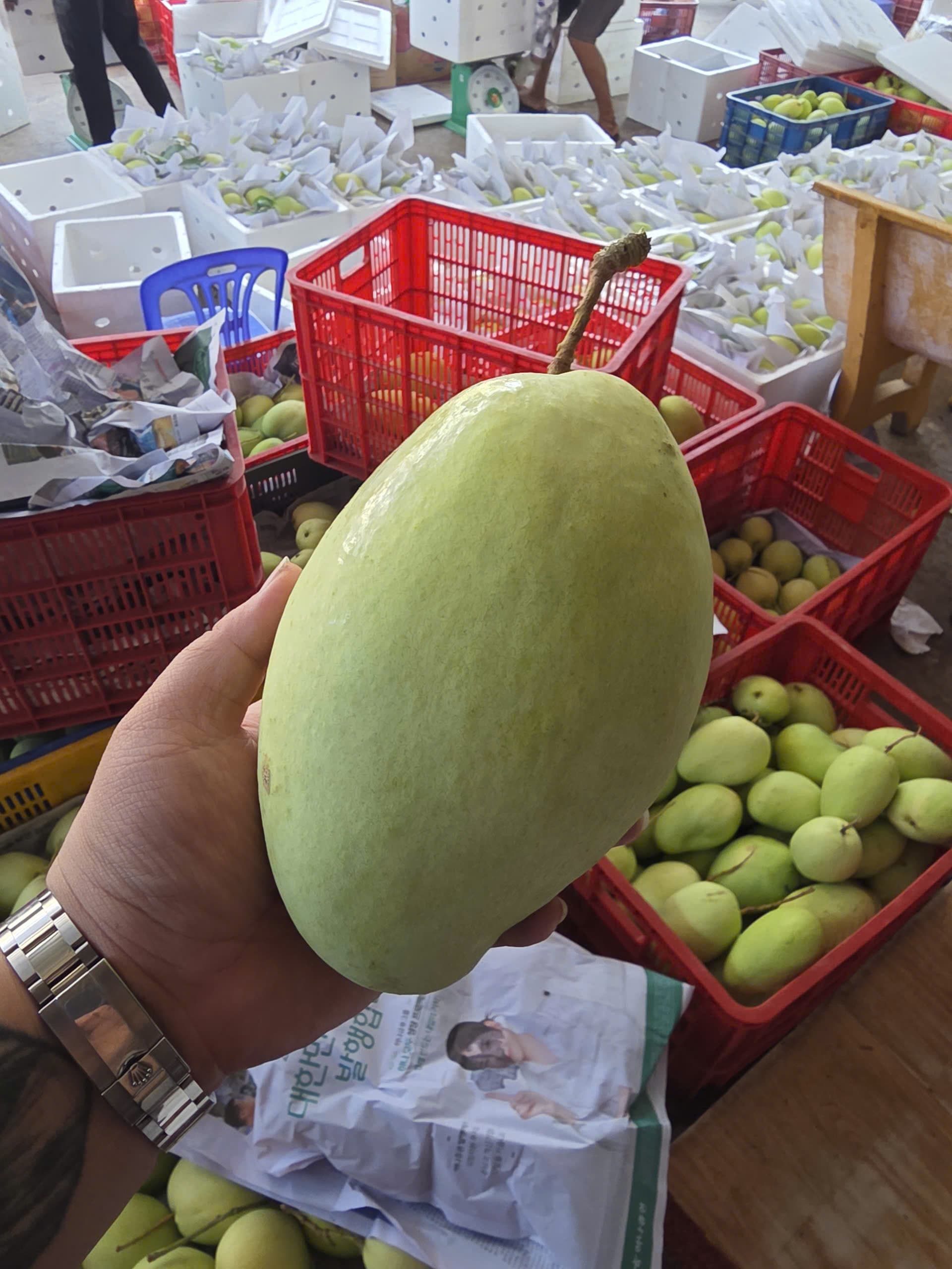 Xoài Tứ Quý quả dài, tay cầm