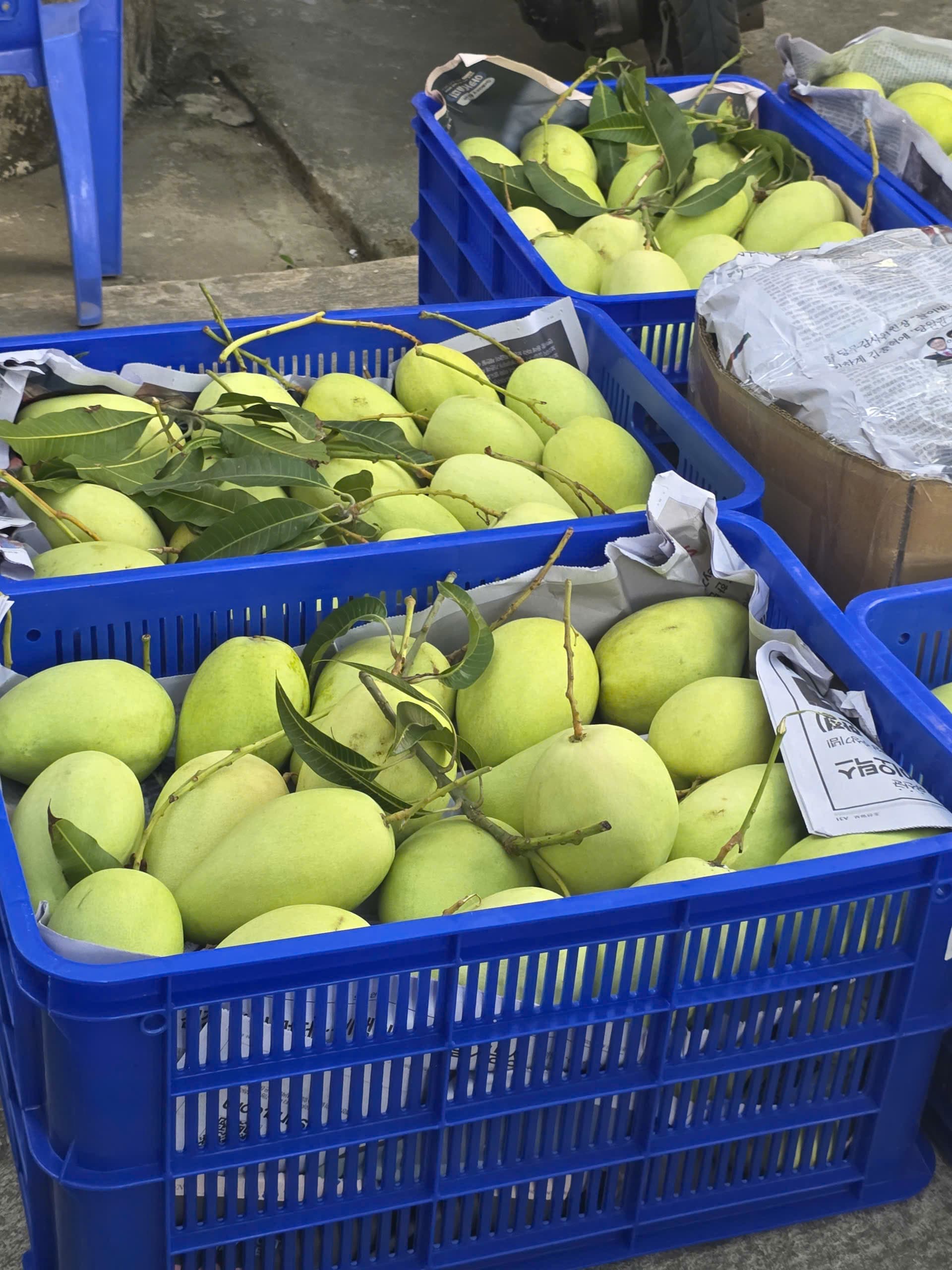 Rổ xoài xanh — thùng xốp chuẩn bị đóng gói