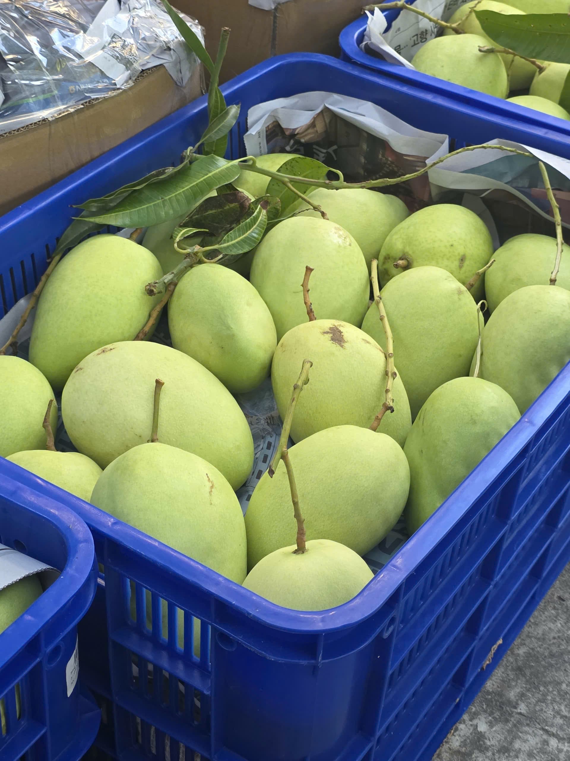 Cách Làm Mứt Xoài Tứ Quý Tết 2027: Giòn Ngọt, Không Bị Chảy Nước