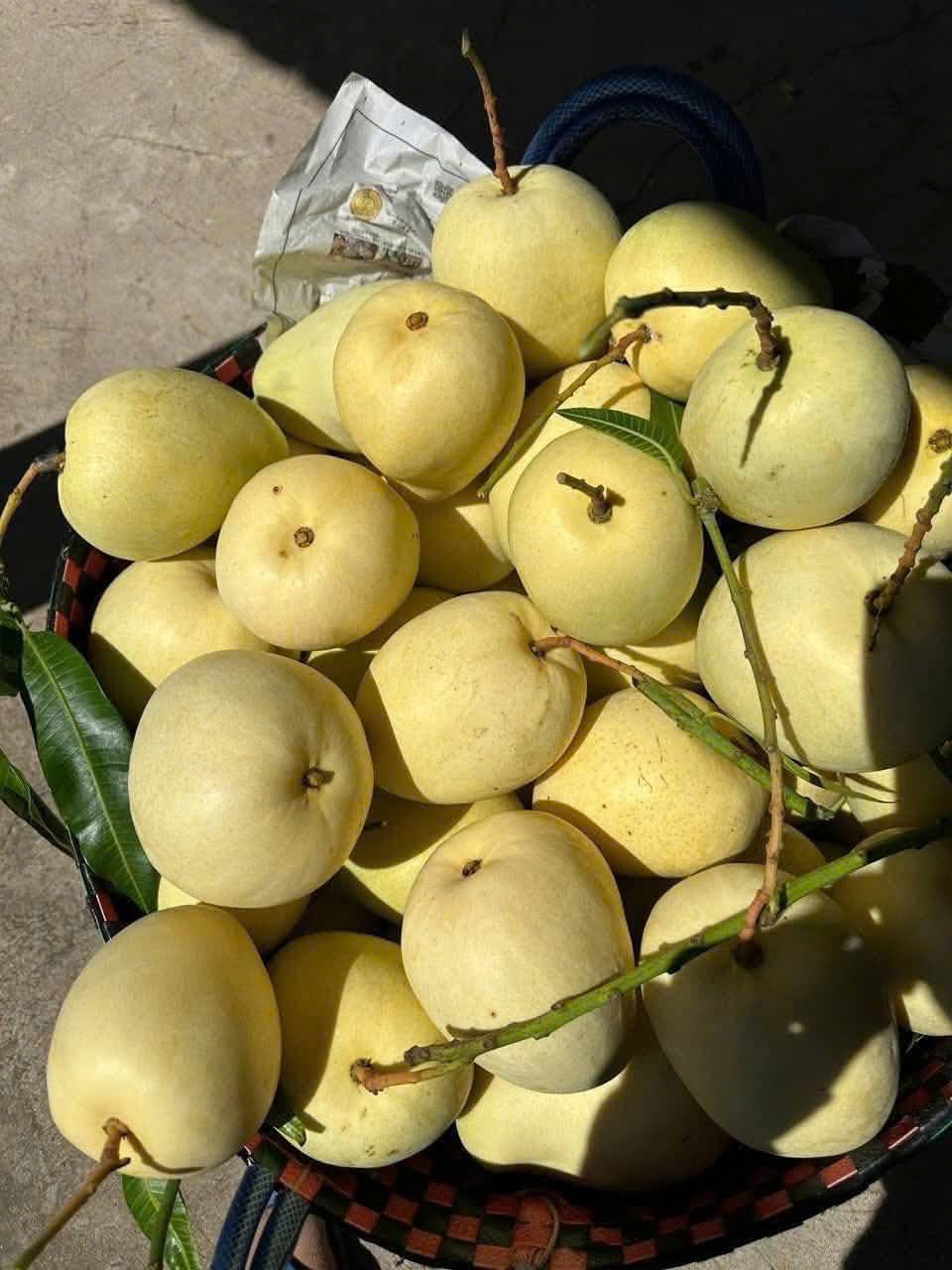 Xoài Tứ Quý hoàng kim chín vàng trong rổ tre