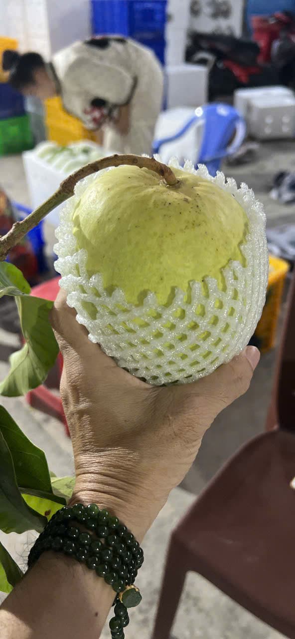 トゥクイマンゴー — VIP — ảnh 3