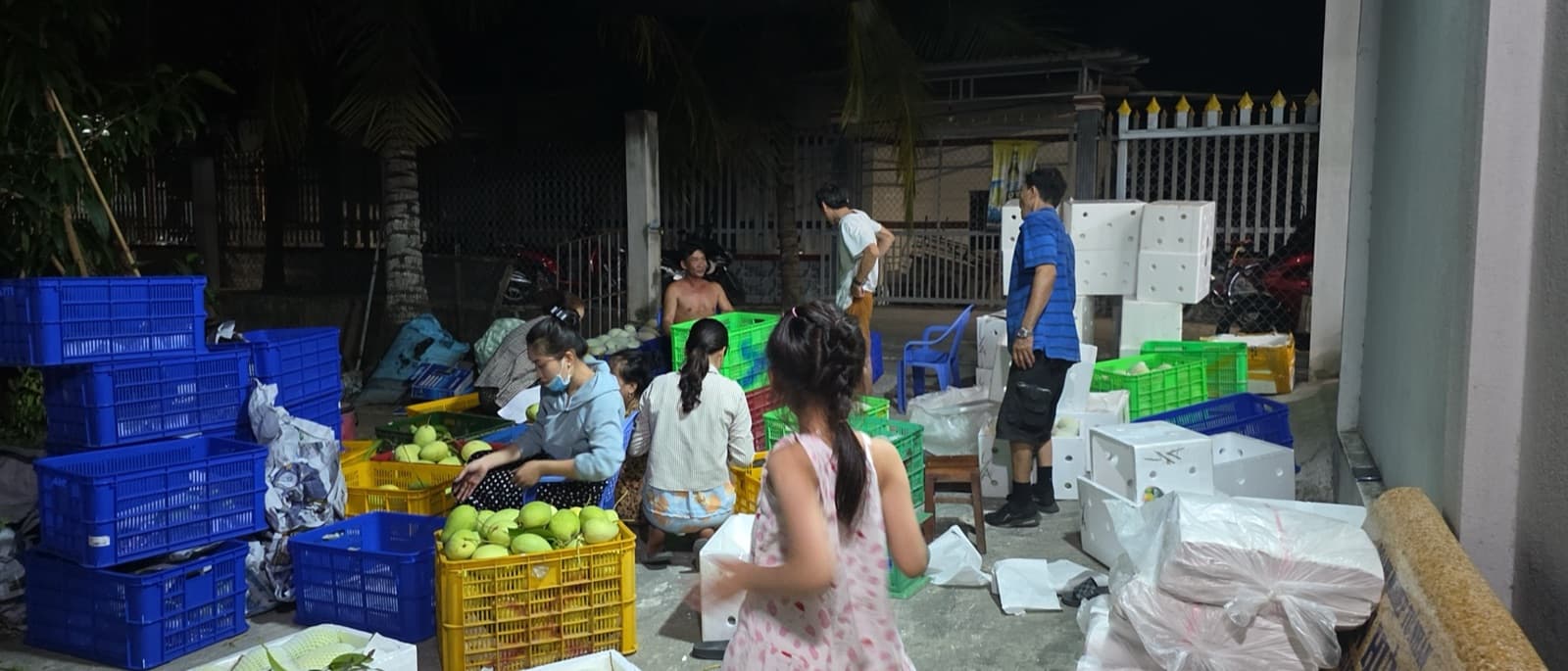 Xoài tứ quý giao Hải Phòng — bao lâu tới, phí ship, cách đặt