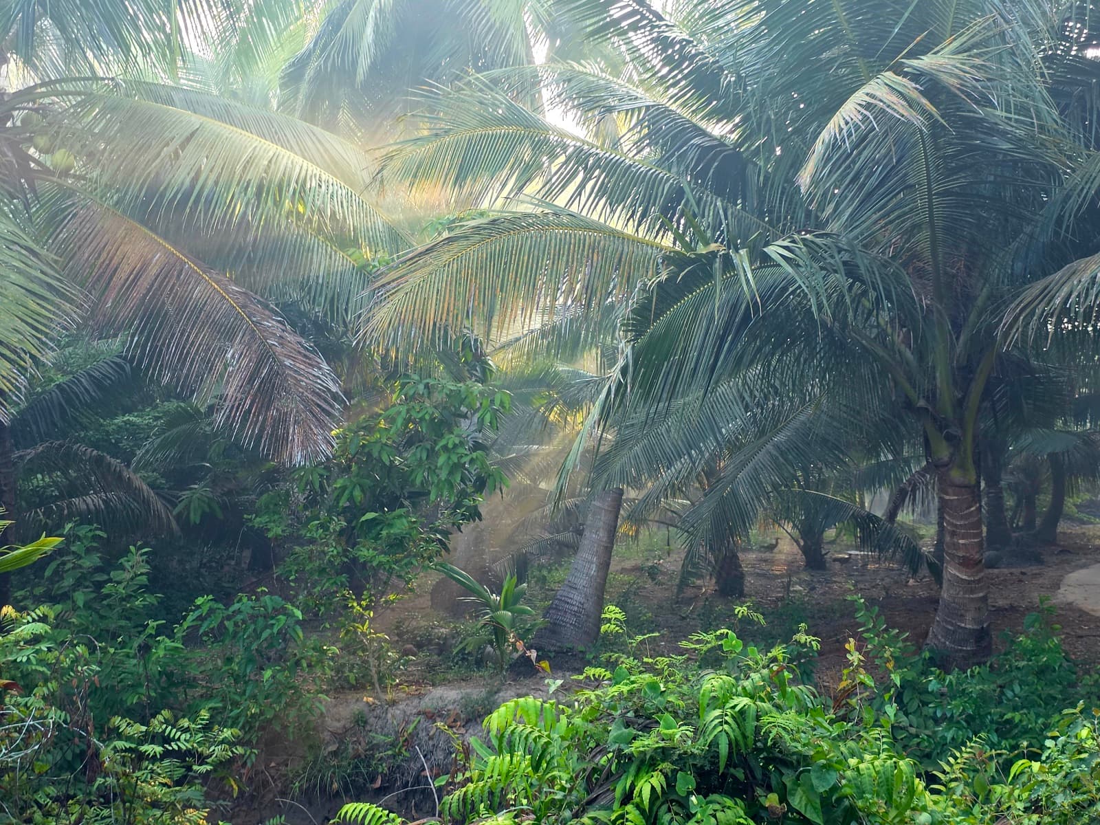 Vườn dừa Bến Tre lúc bình minh — vùng đất giồng cát ven biển nơi trồng xoài Tứ Quý