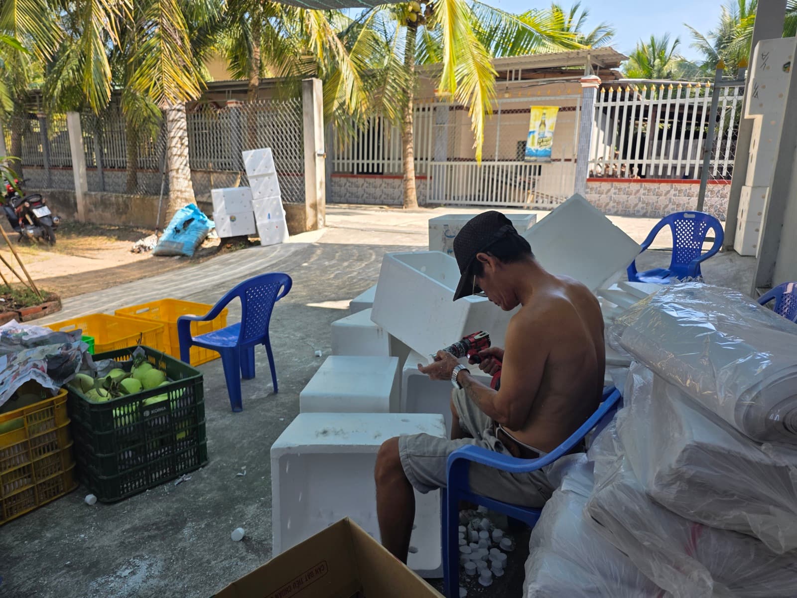 Xoài Tứ Quý Giá Bao Nhiêu 2026? Bảng Giá Mới Nhất