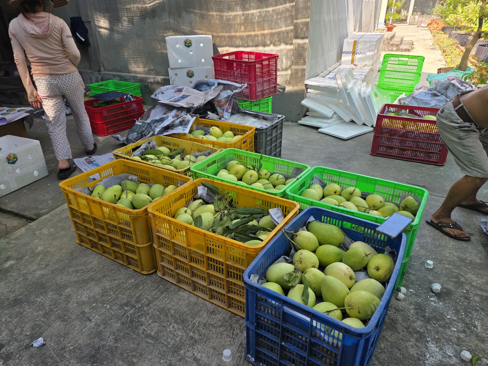 Giá Xoài Tứ Quý Tuần 25/2026 (15–21/6): Cao Điểm Trước Đoan Ngọ — minh hoạ chi tiết